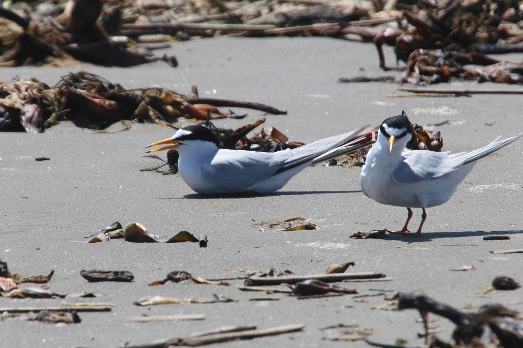 pareja de charranes comunes en la playa de Grand Isle, Luisiana