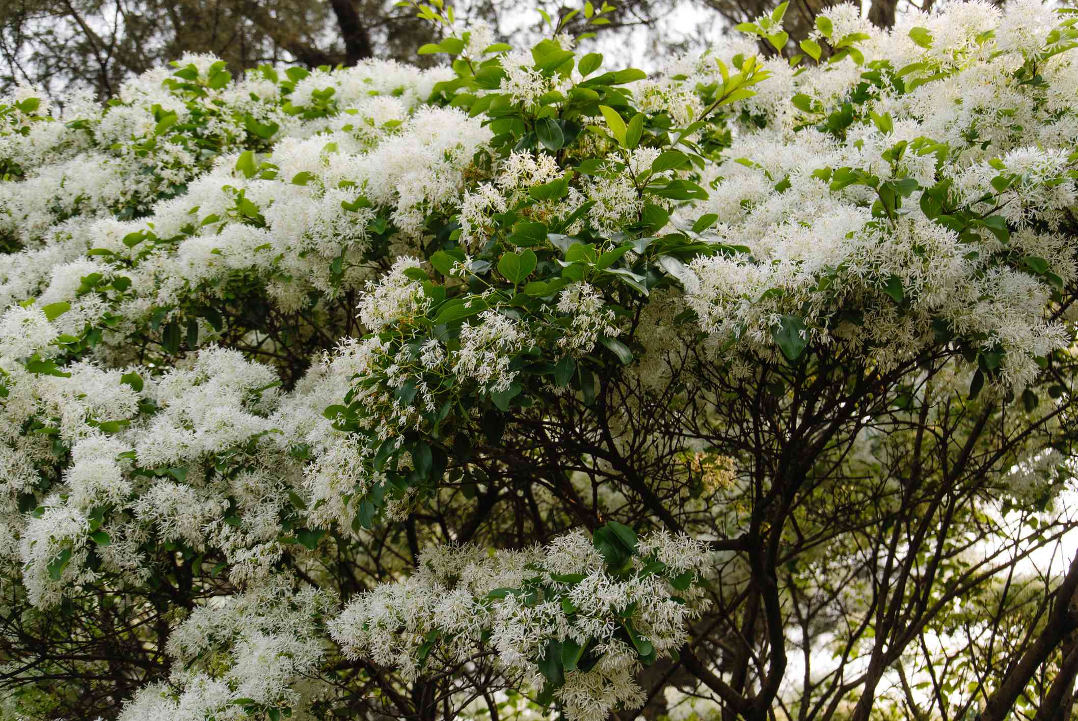 Imágenes del árbol Barba de Viejo con flores blancas y hojas verdes