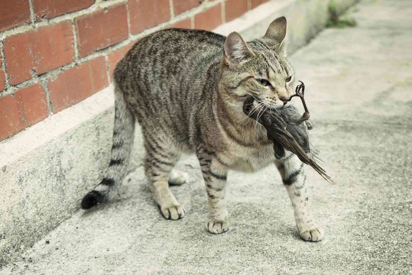 gato con un pájaro en la boca