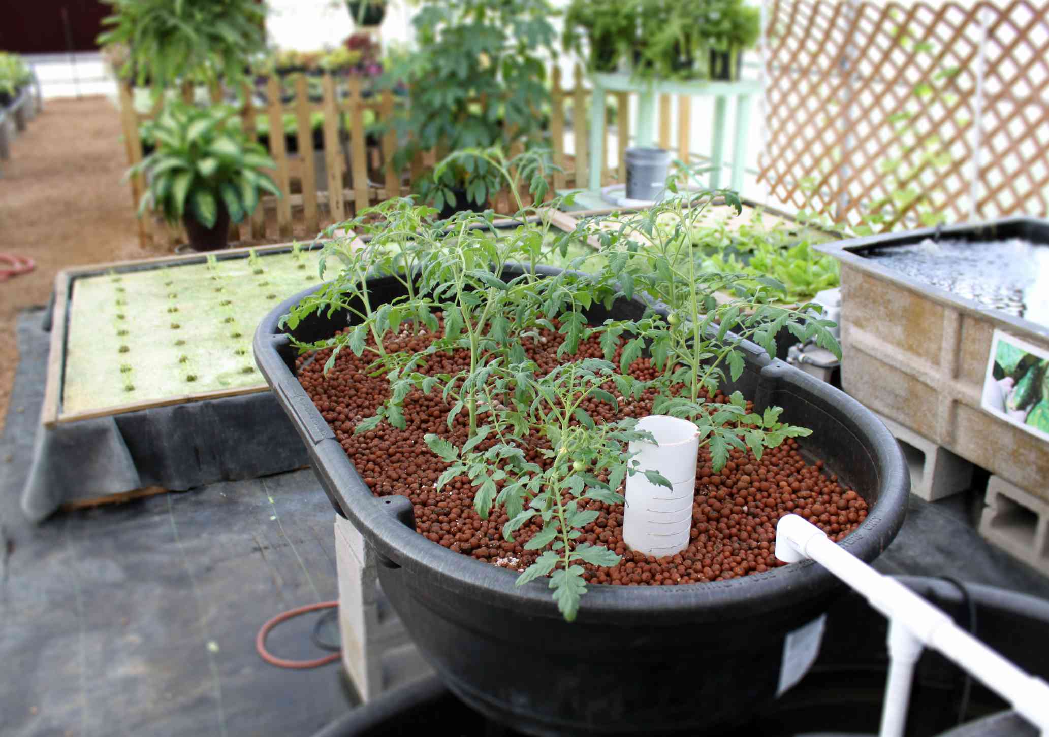 Plantas de tomate creciendo en un sistema de acuaponía mediante hidroponía