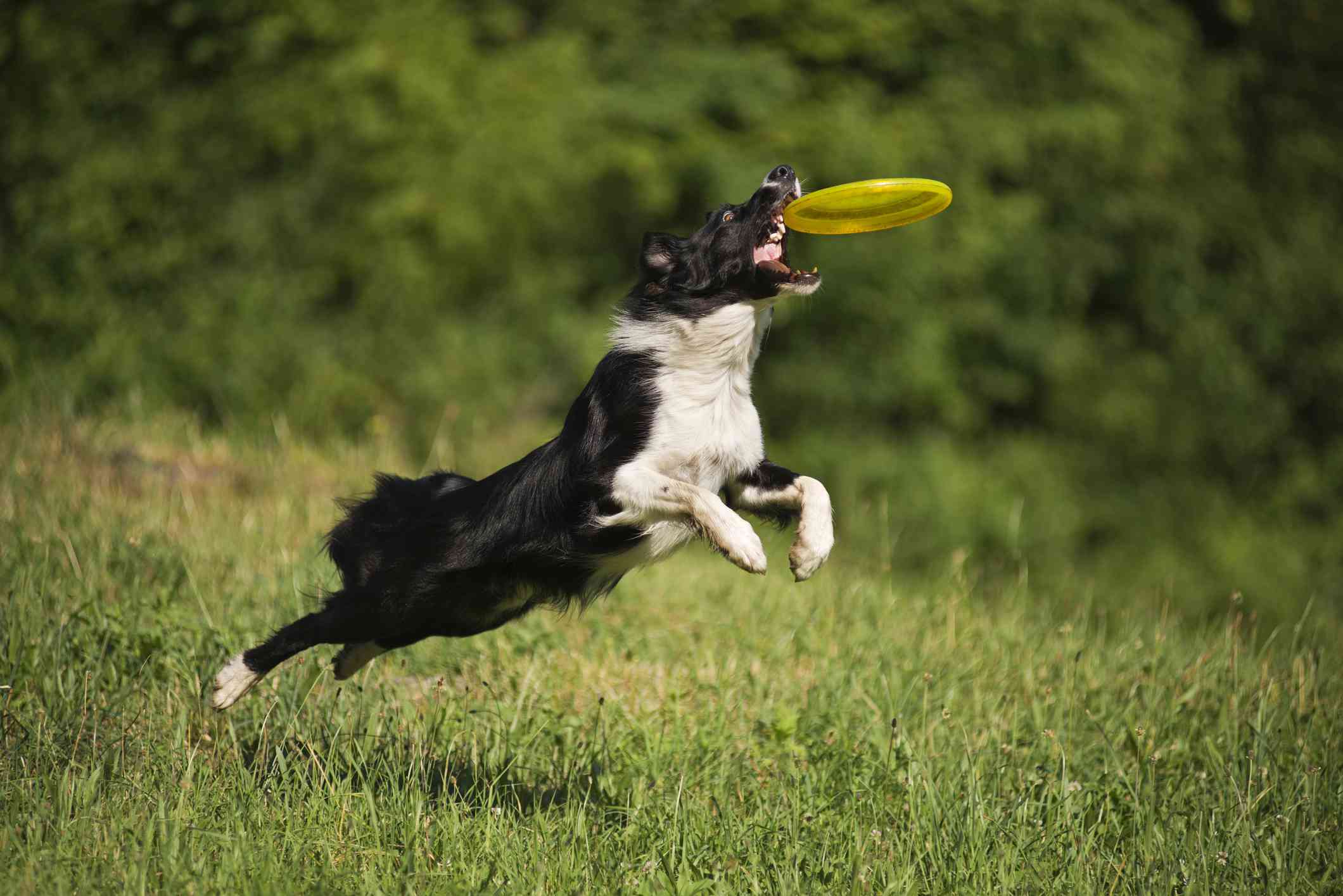 border collie saltando de la hierba verde para coger un frisbee amarillo en la boca