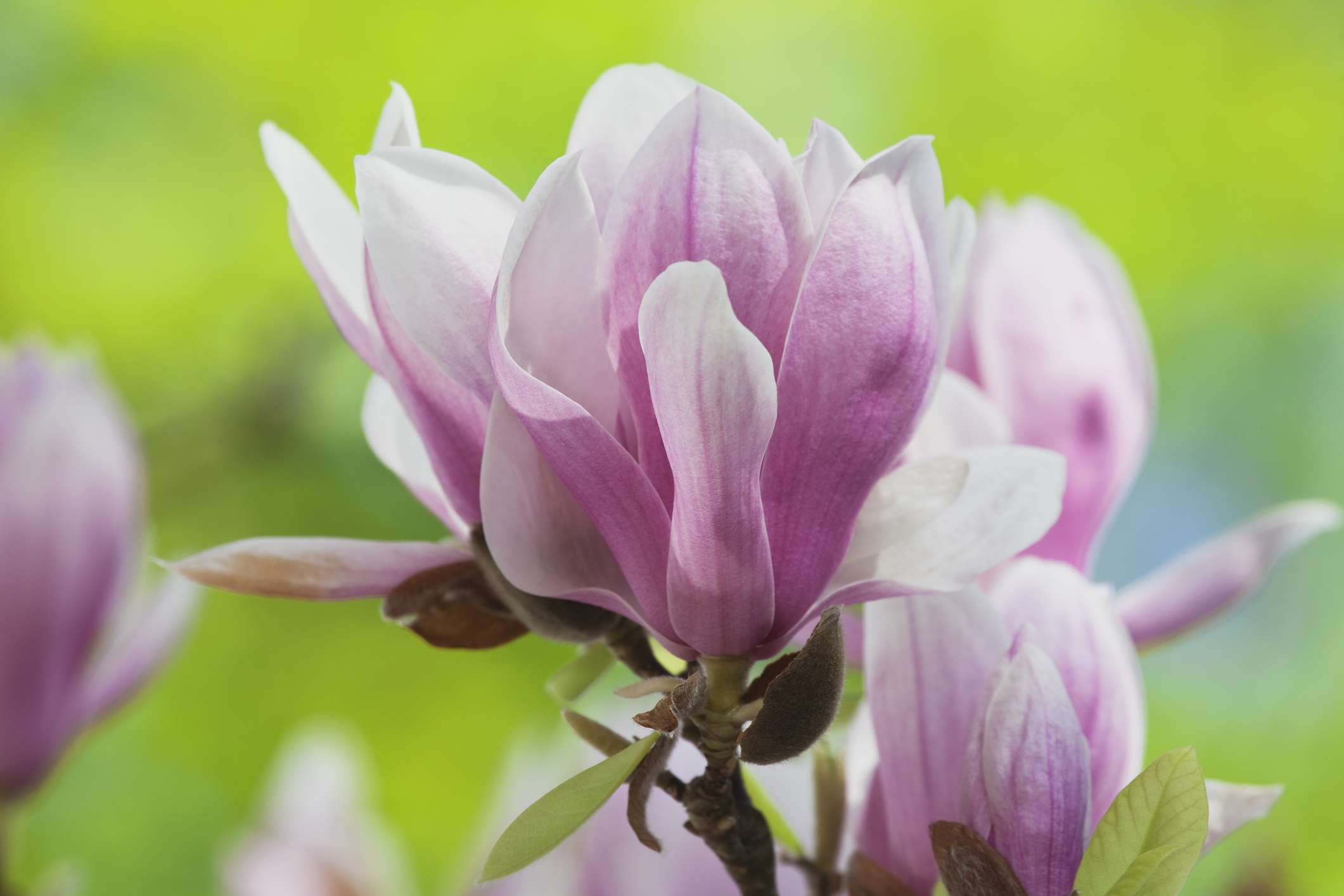 Detalle de las flores rosas de la Magnolia de platillo