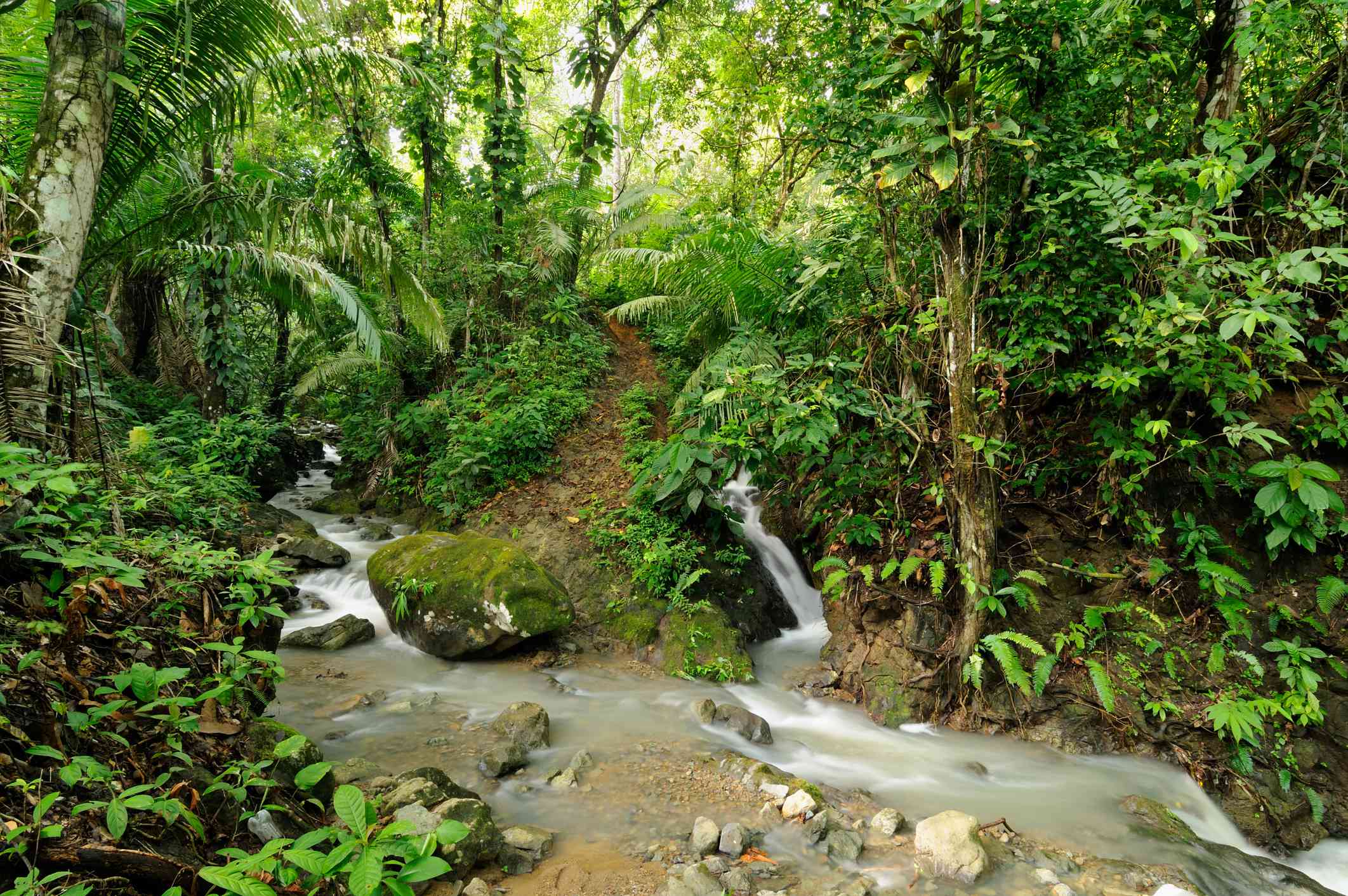 La selva del Darién, cerca de la frontera entre Colombia y Panamá