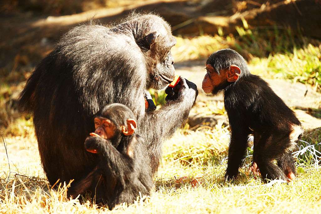 Chimpancés comiendo sobre hierba amarillenta