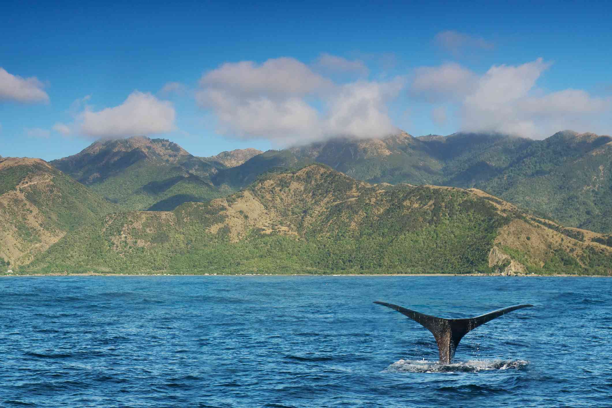 El relato negro de una ballena mientras se sumerge en el mar azul/verde de la costa de Kaikoura, con montañas rocosas cubiertas de vegetación verde y un cielo azul y nubes blancas encima