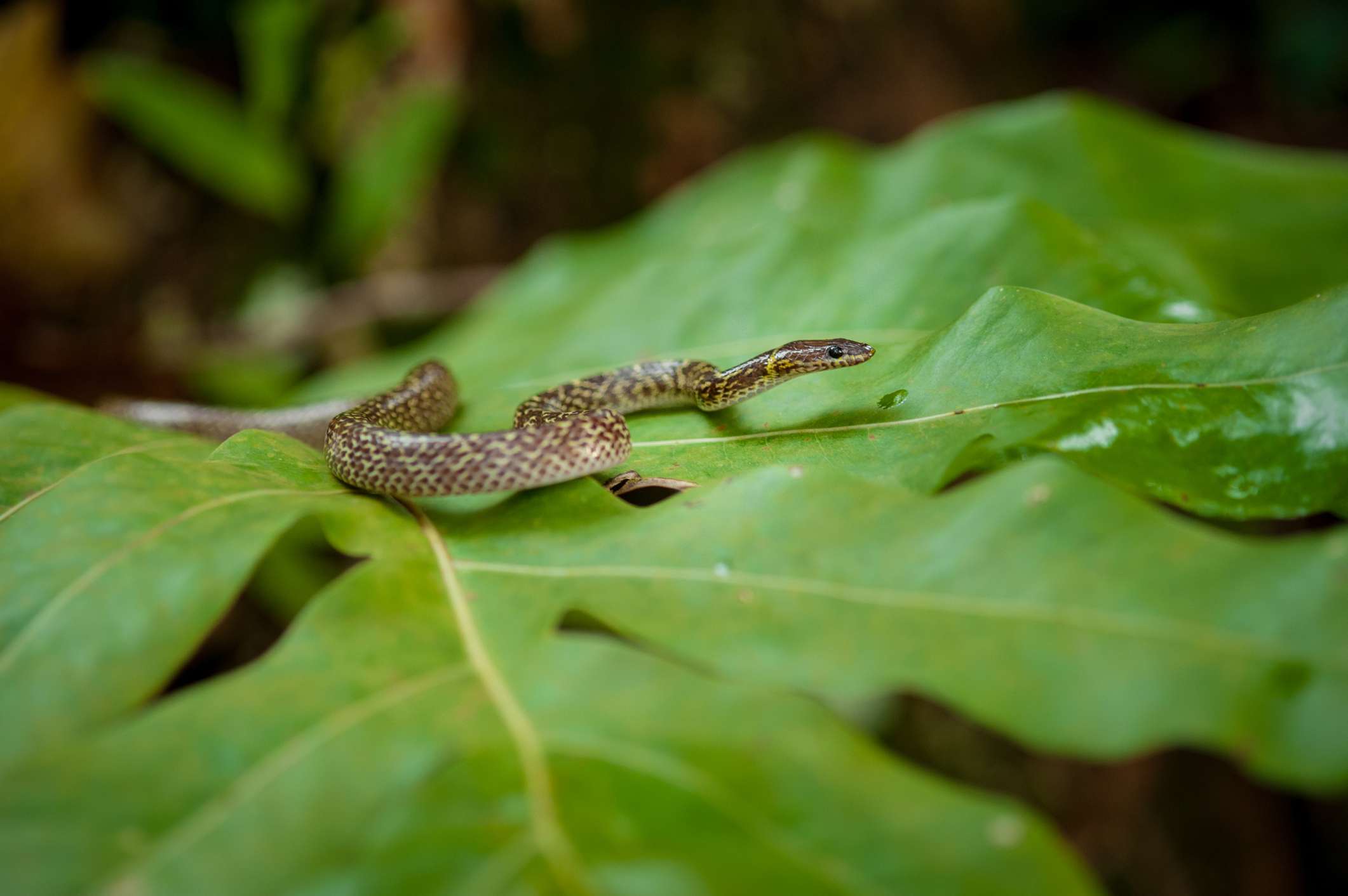 Una serpiente marrón y blanca planeando sobre una gran hoja verde