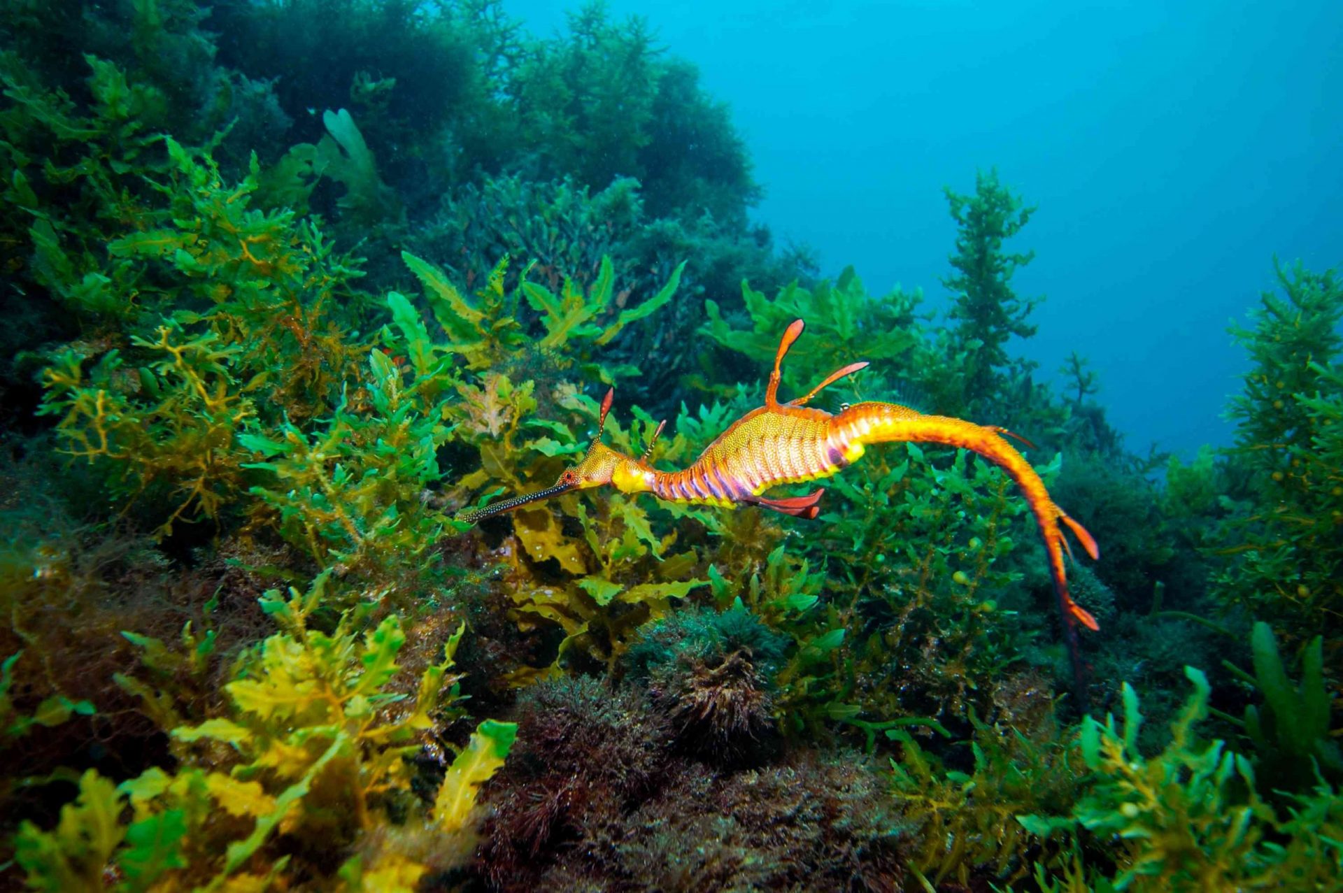 Dragón de mar amarillo y naranja mordisqueando una planta verde submarina