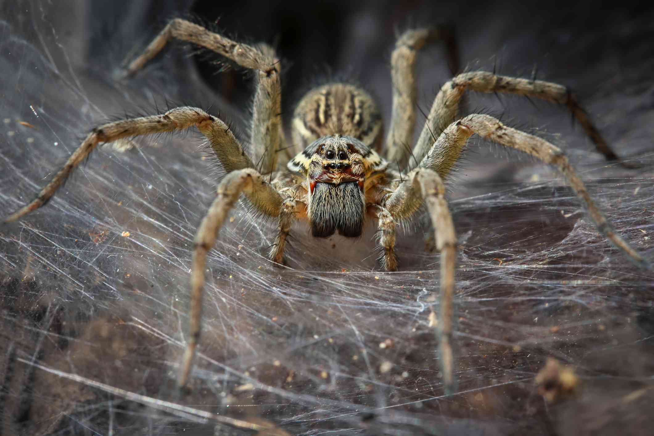 Una araña embudo marrón en una tela