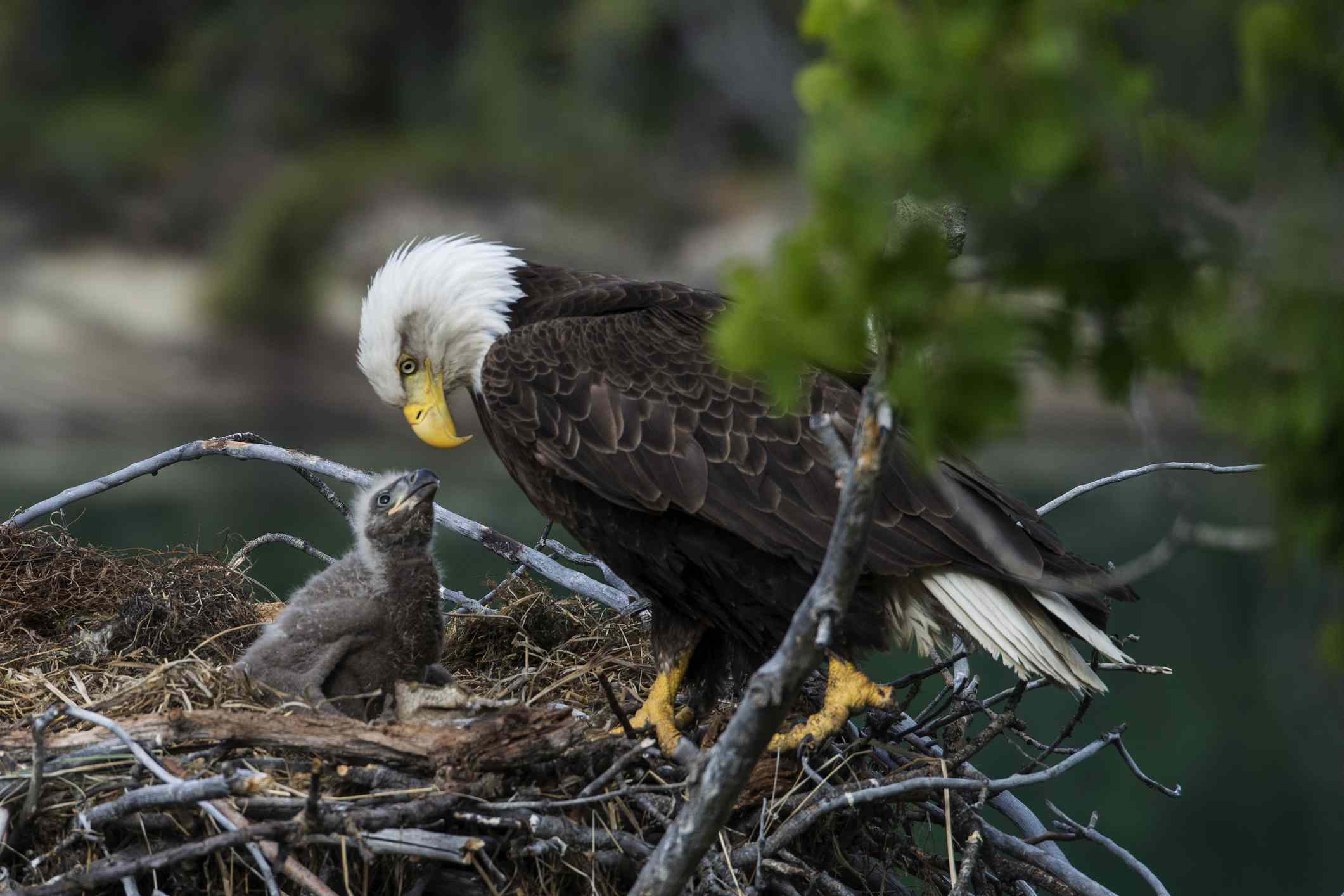 Un águila calva mirando a un polluelo en un nido.