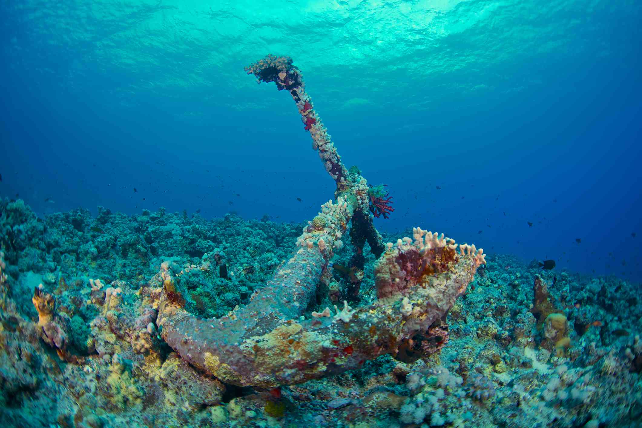 Arrecife de coral unido a un ancla hundida