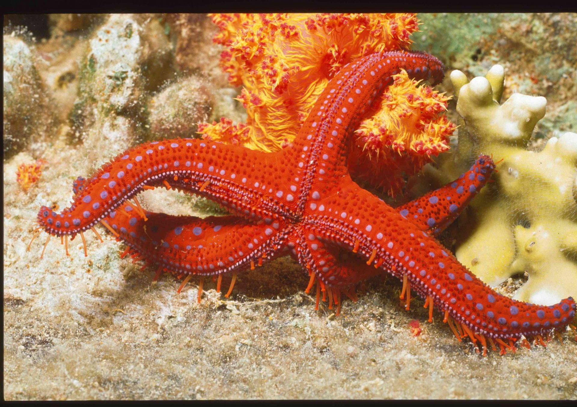 Una estrella de mar roja sujeta a un arrecife bajo el agua