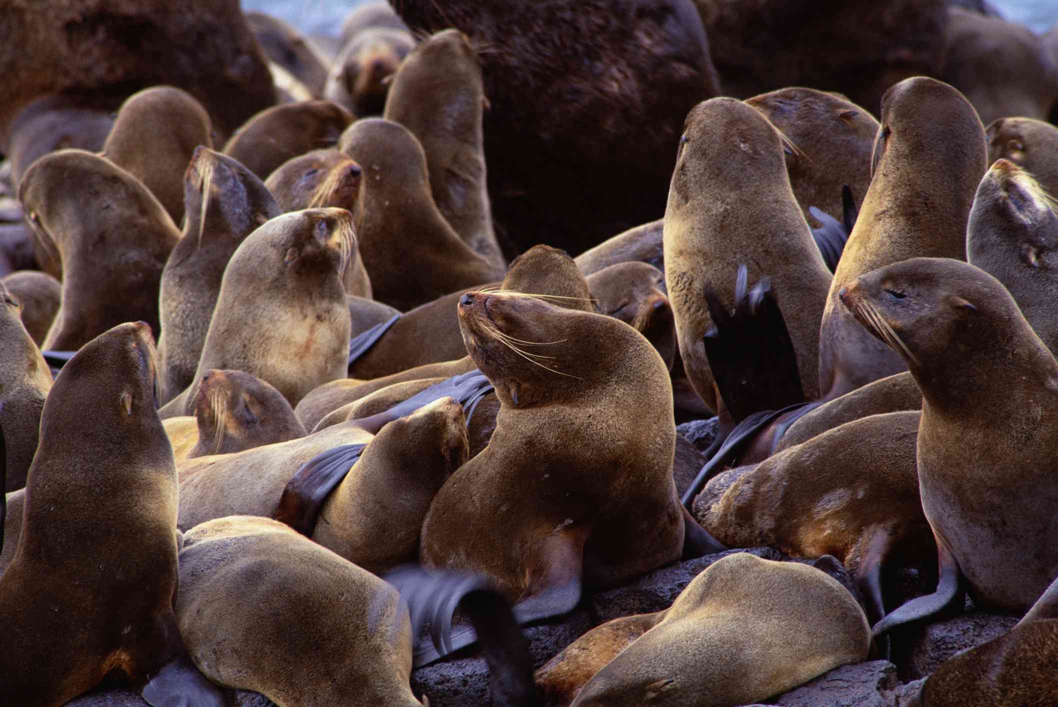 Muchas focas sentadas en las rocas