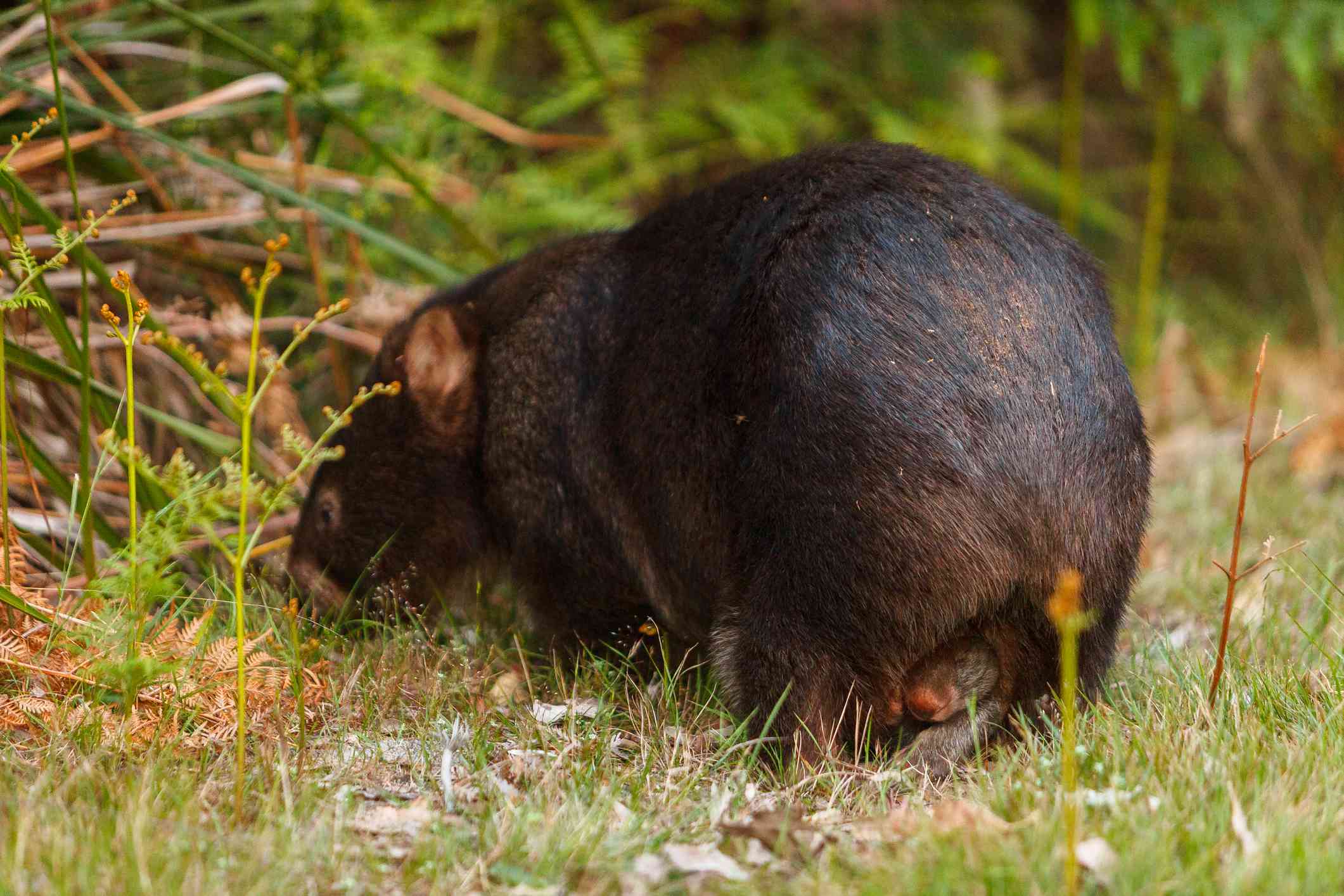 Una hembra de wombat (cerda) con un cachorro asomando por su bolsa