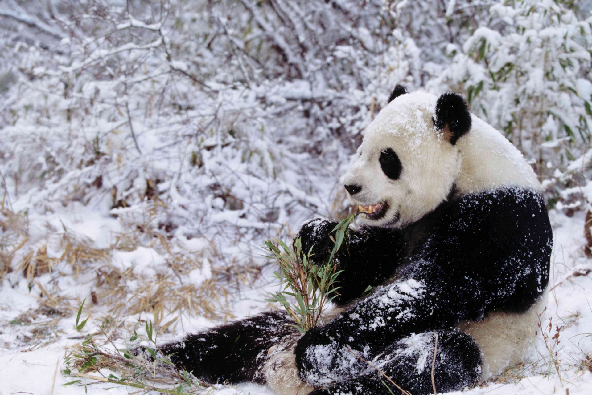 Panda gigante comiendo en la nieve