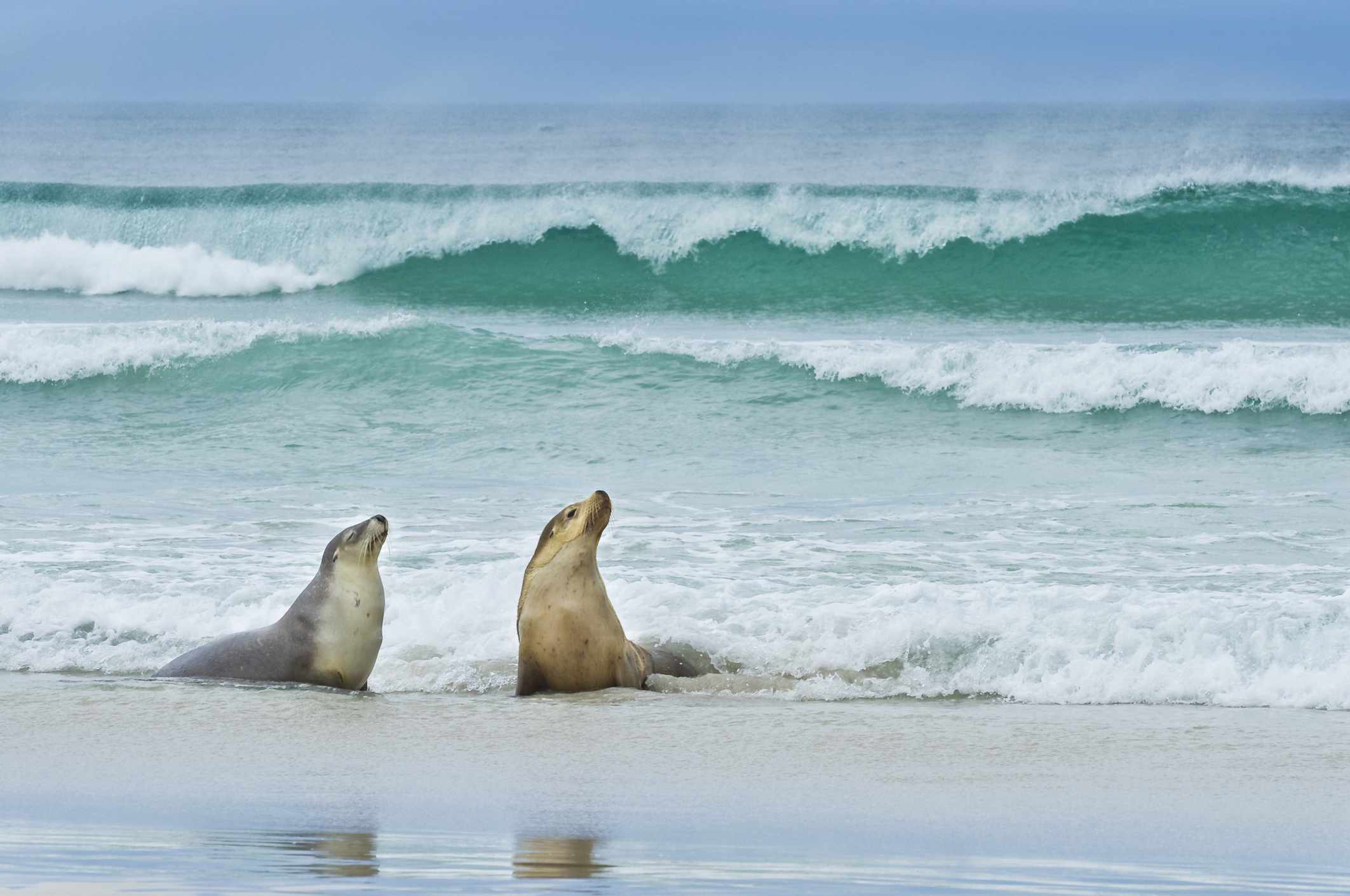 Pareja de leones marinos al borde del océano en la Isla Canguro, una isla del continente en el sur de Australia
