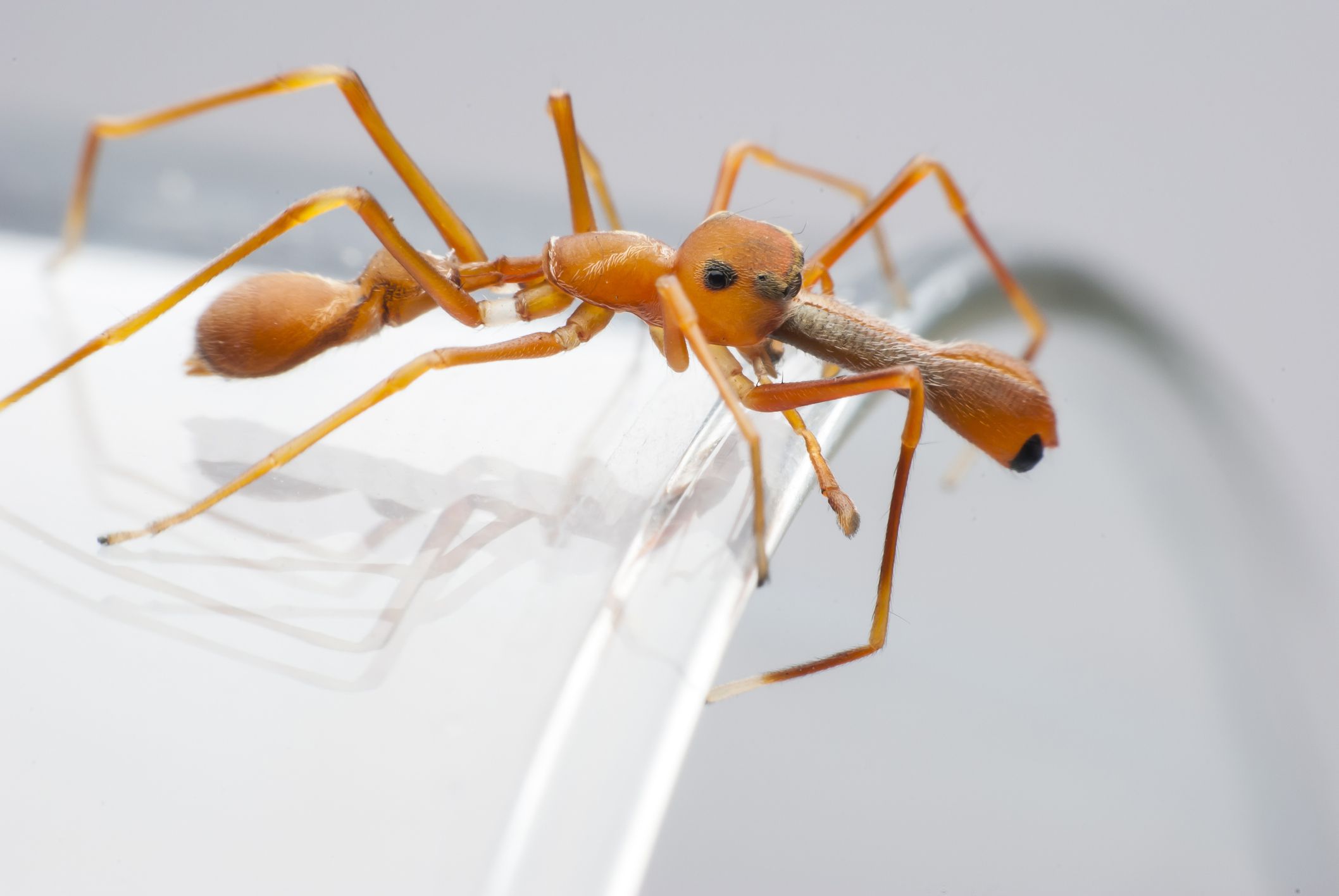 Araña imitadora de hormigas saltadoras