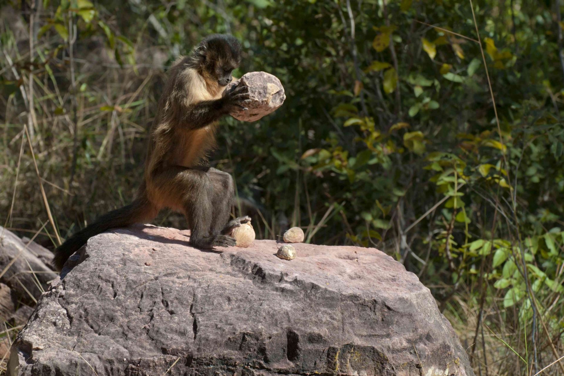 Mono capuchino barbudo usando piedras para abrir nueces de palmera