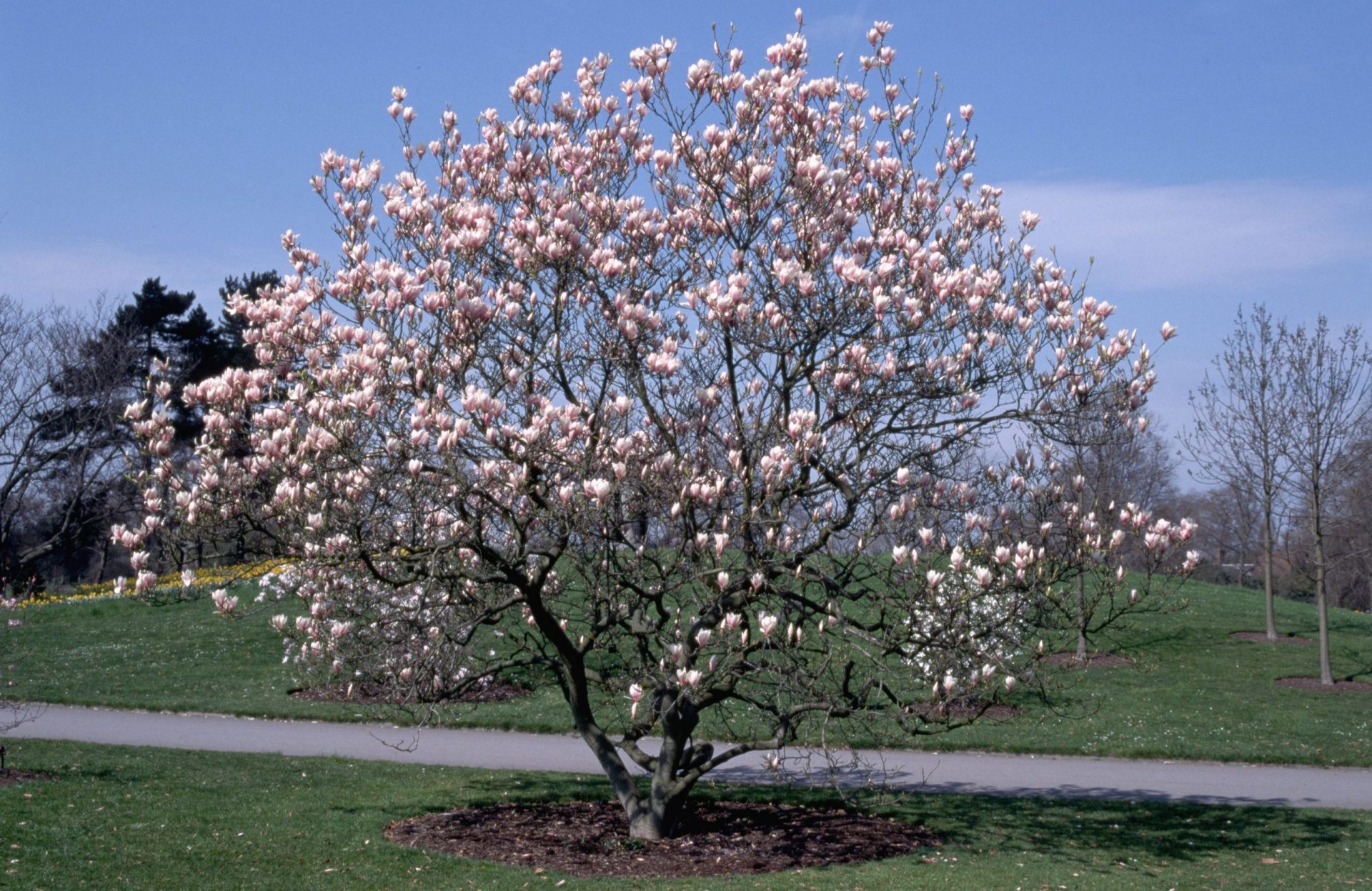 Árbol de Magnolia soulangiana en flor junto a un camino