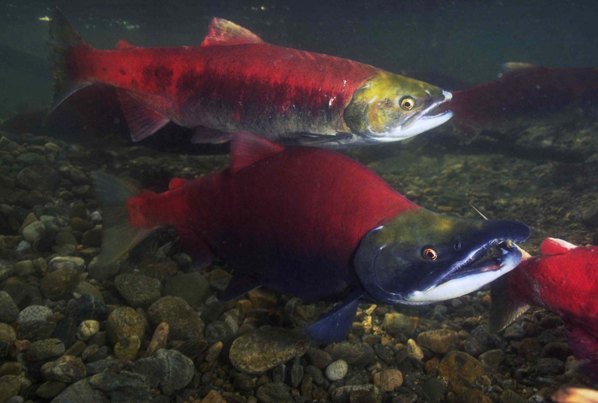 Desove del salmón rojo en el río Fraser Run en Norteamérica