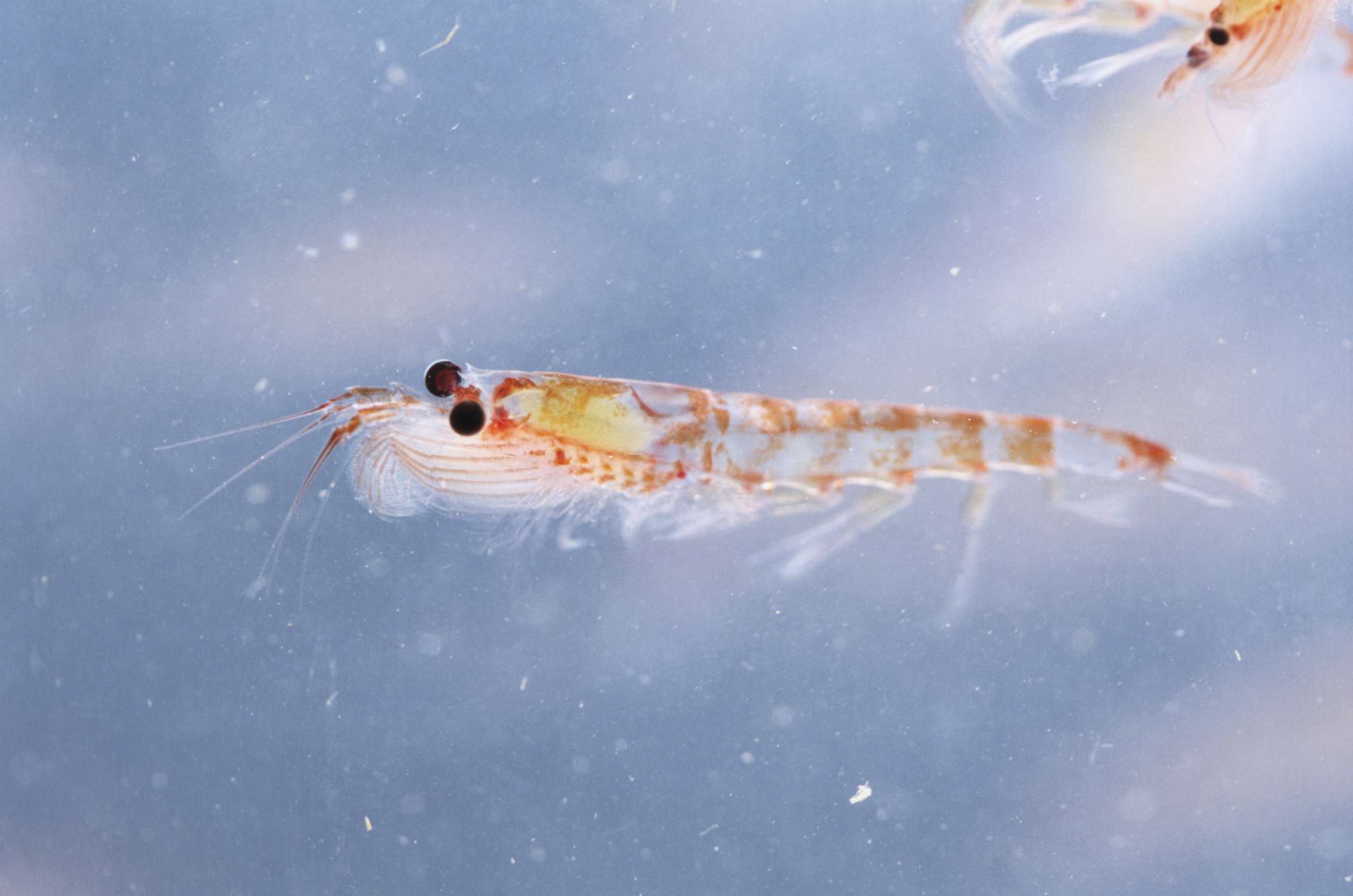 Un krill del Atlántico con ojos negros saltones y un cuerpo naranja y blanco flotando en agua azul