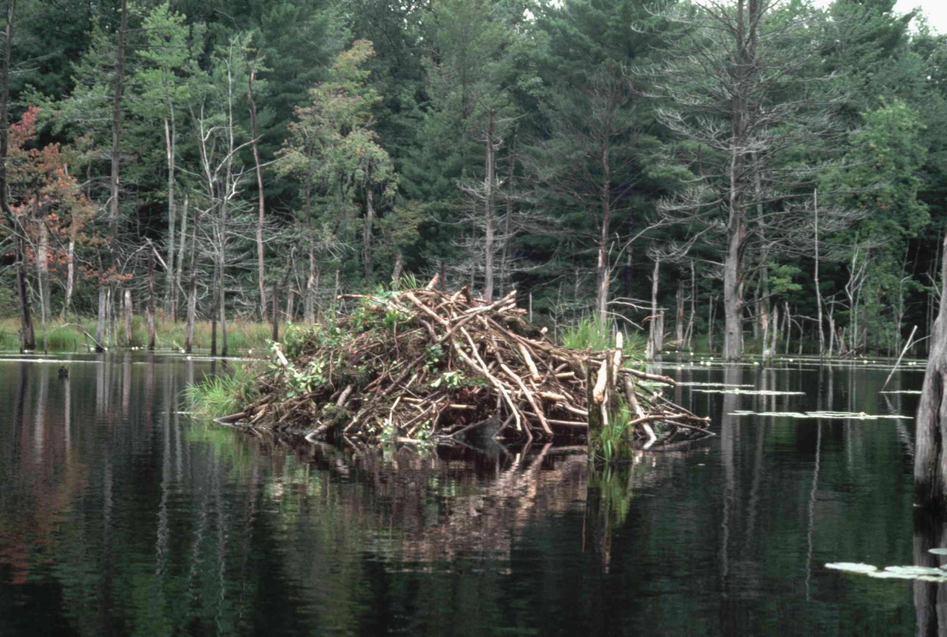 cabaña de castores en un lago