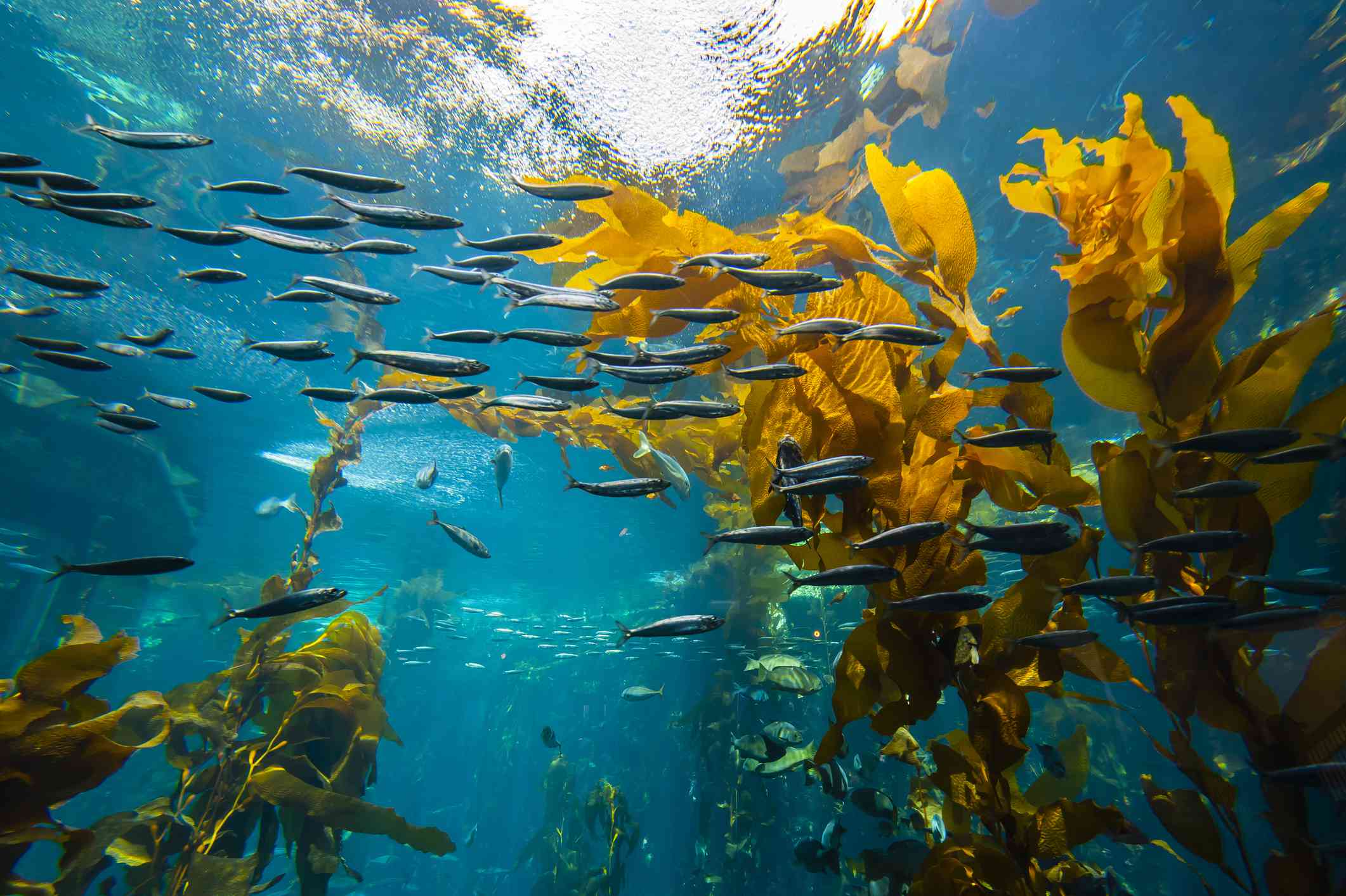 bosque de algas rodeado por un banco de pequeños peces negros cerca de la superficie del agua en el Acuario de la Bahía de Monterey