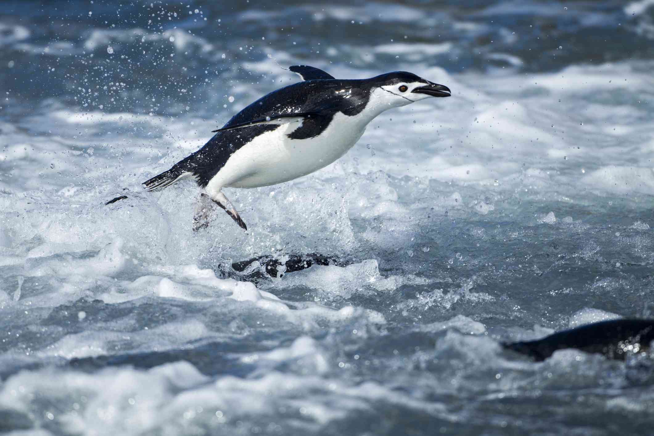 Pingüino barbijo saltando fuera del agua en la Antártida