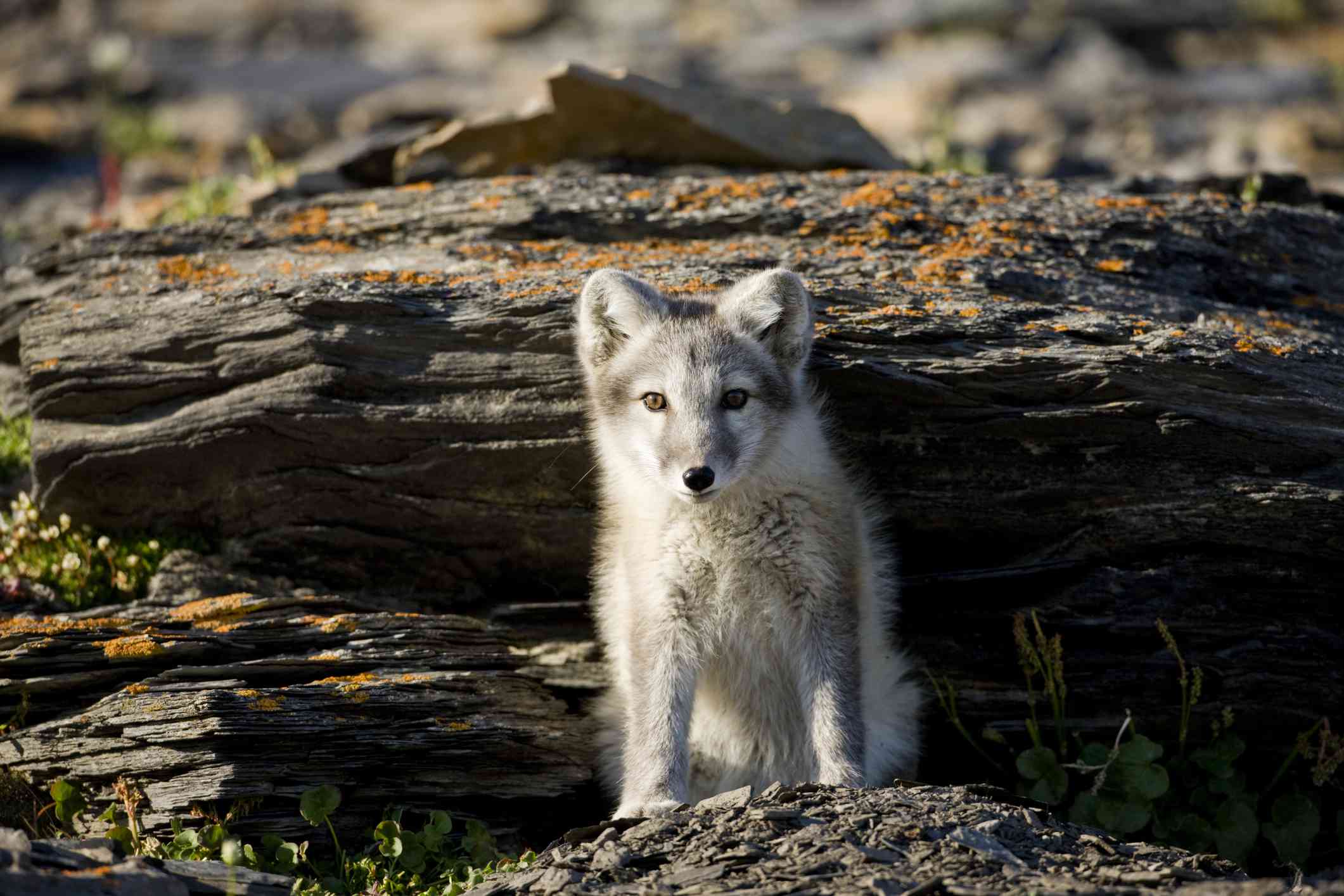 Un cachorro de zorro ártico sale de su guarida en un saliente rocoso