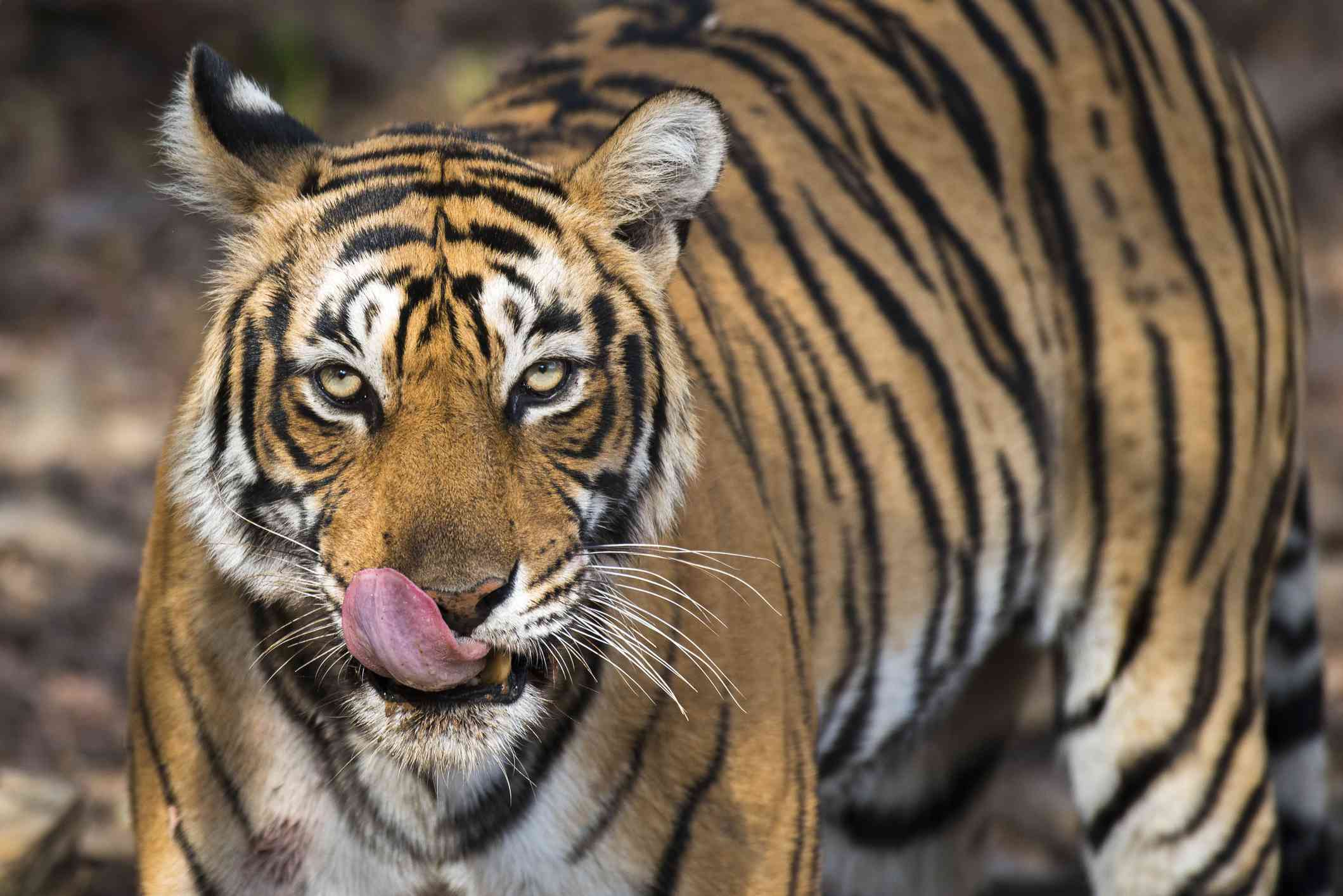 Una hembra de tigre de Bengala en Rajastán, India