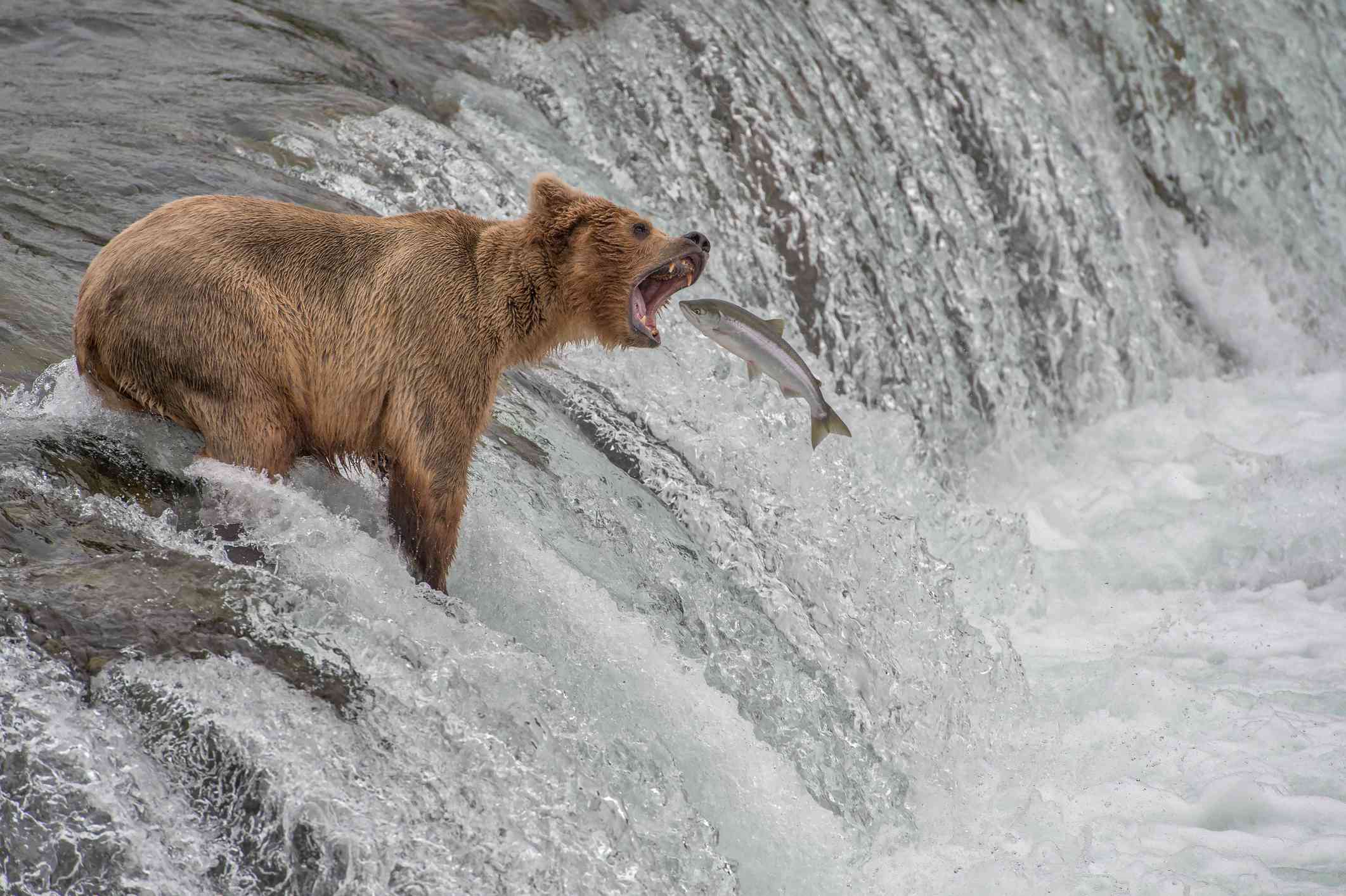 Oso pardo de pie al borde de una cascada con la boca abierta atrapando un salmón volador
