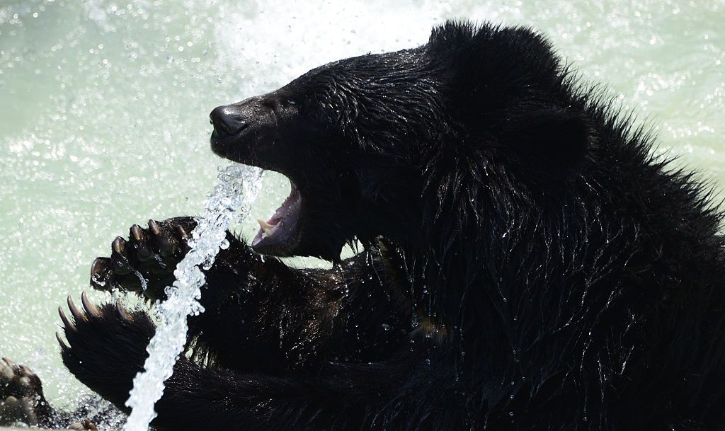 Un oso negro intenta beber de un chorro de agua