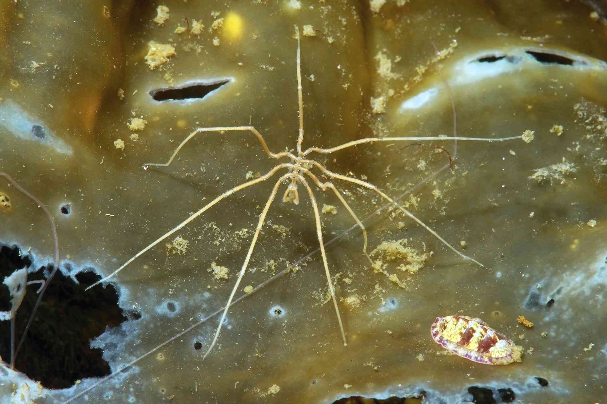Araña de mar de patas largas