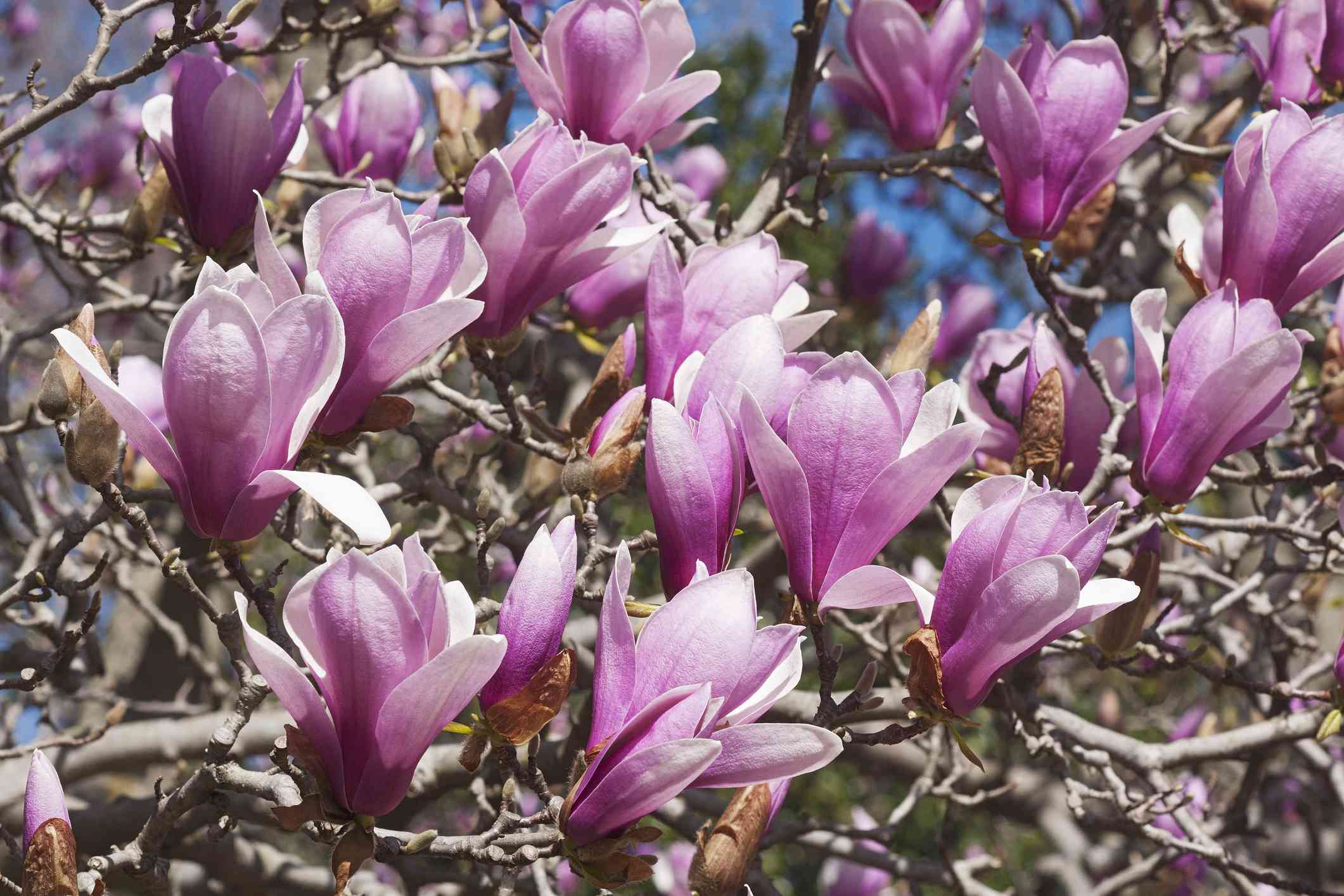 Flores rosas en un magnolio de platillo Verbanica