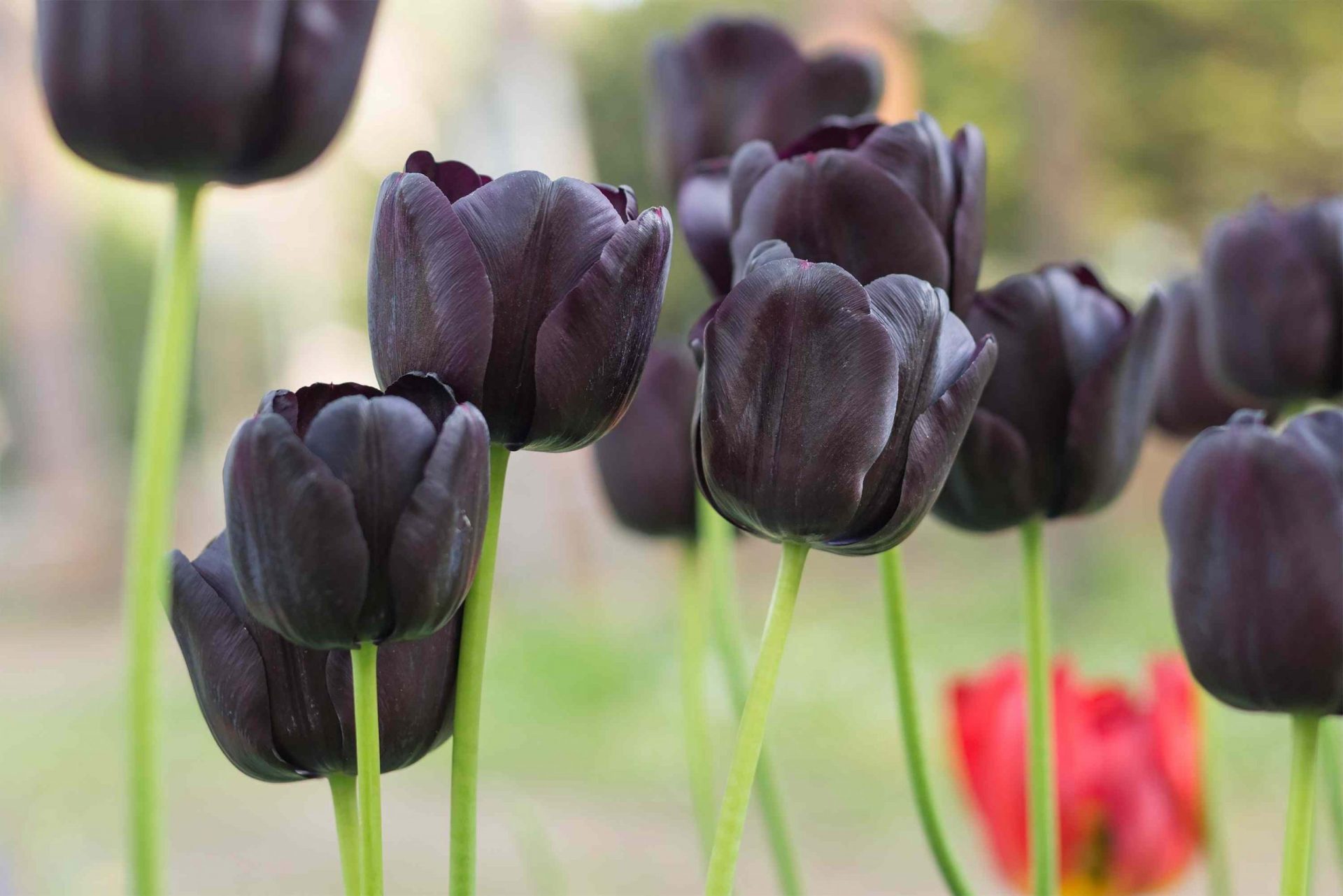 Tulipán, morado oscuro