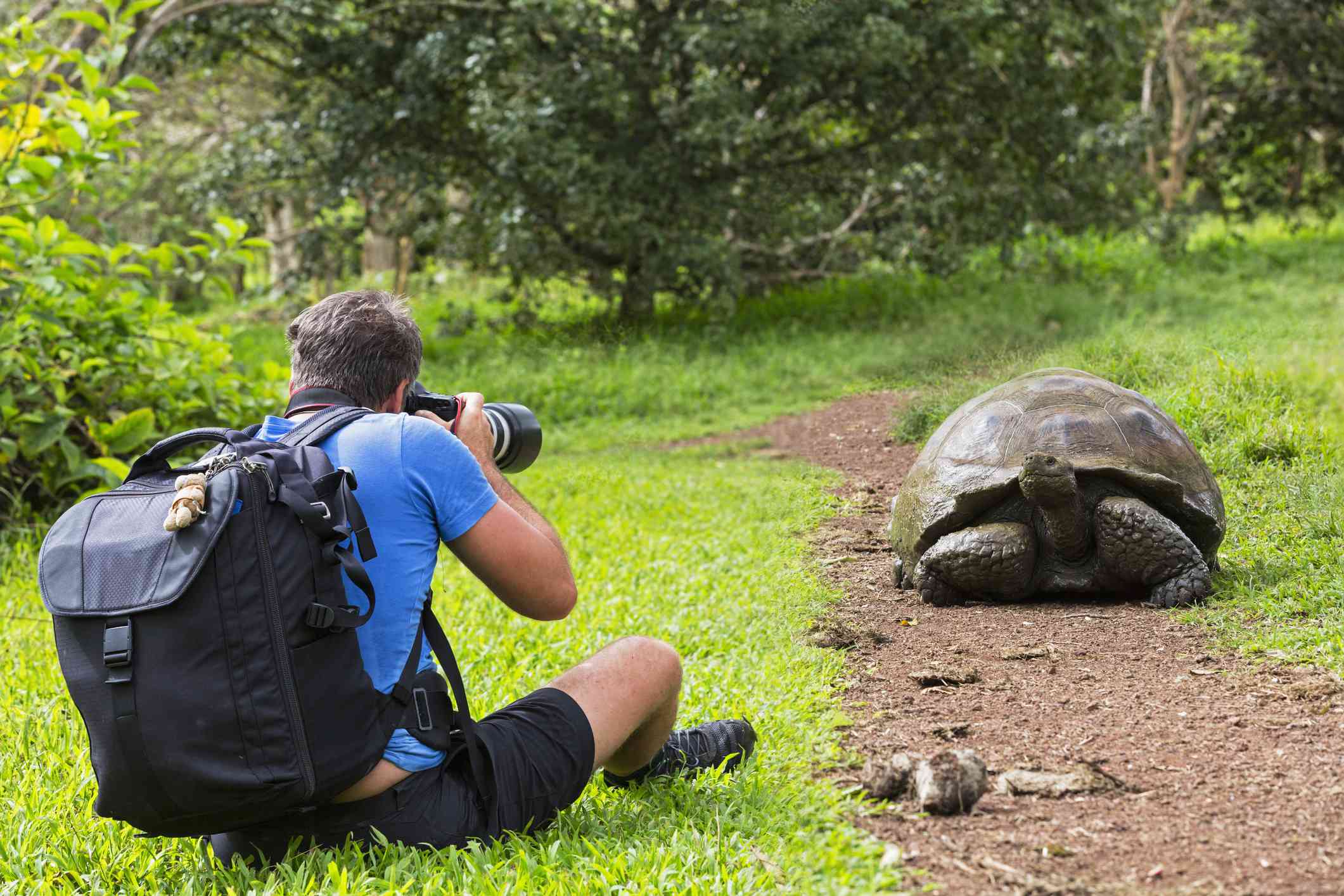 Una tortuga gigante de las Galápagos en Ecuador