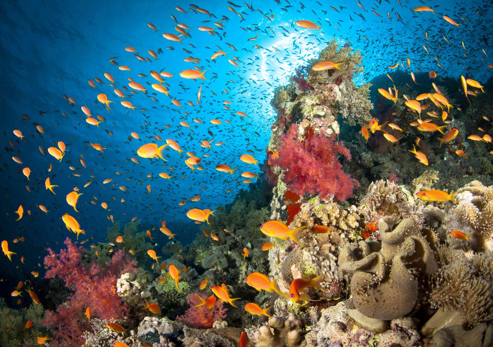 un arrecife repleto de peces anaranjados entre una variedad de corales duros y blandos de color rojo, verde y bronceado, con el azul brillante del Mar Rojo por encima