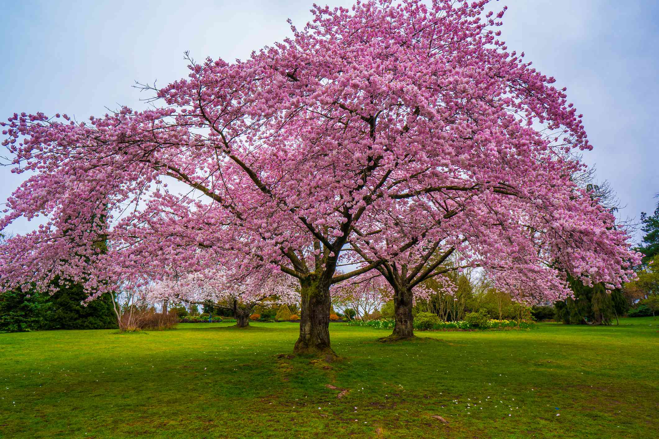 Grandes cerezos en flor de color rosa intenso en un amplio césped del Parque Elizabeth, en Vancouver, bajo un cielo azul