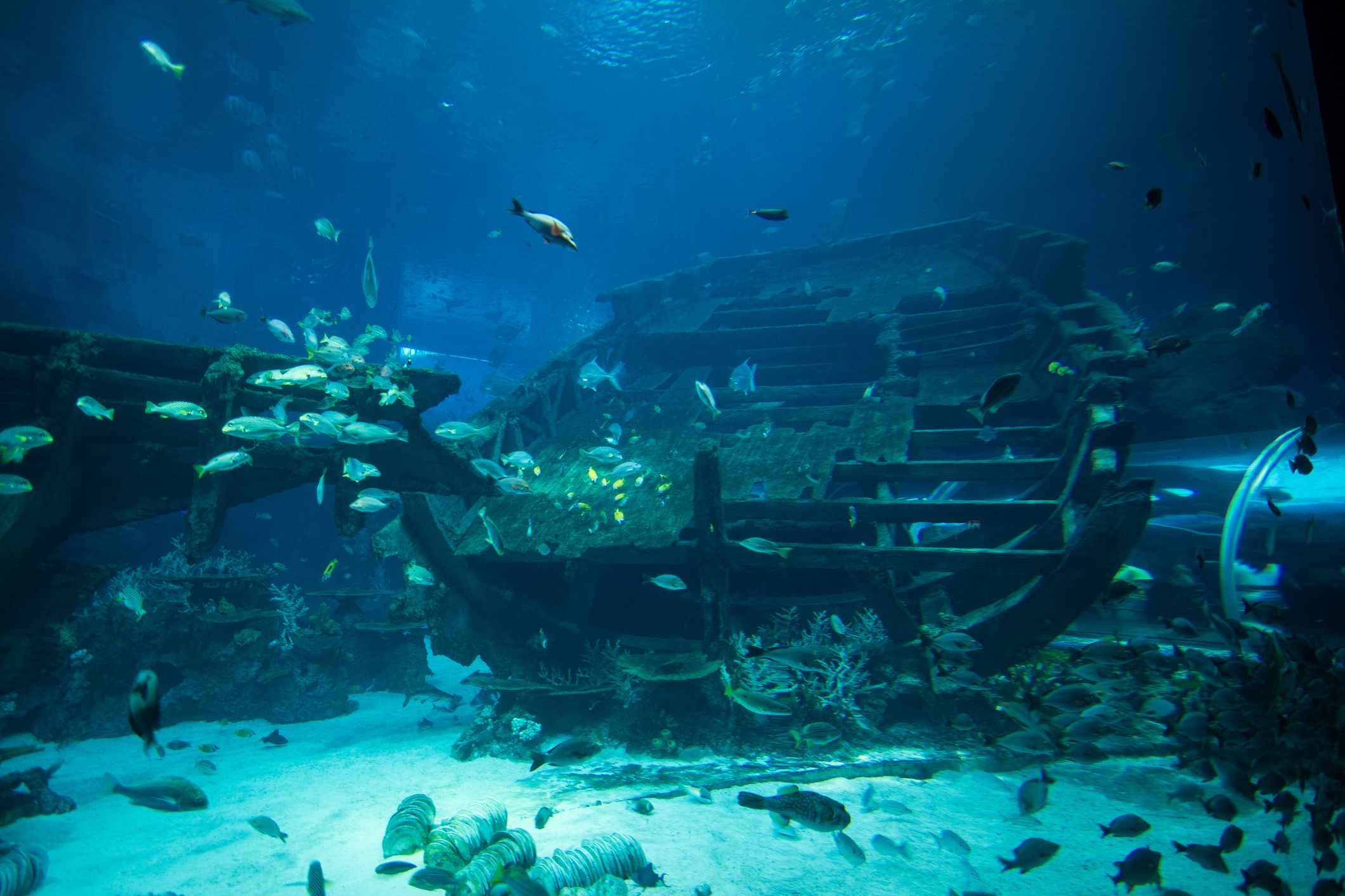Arrecife artificial submarino lleno de peces sobre arena blanca en el Acuario S.E.A. de Singapur