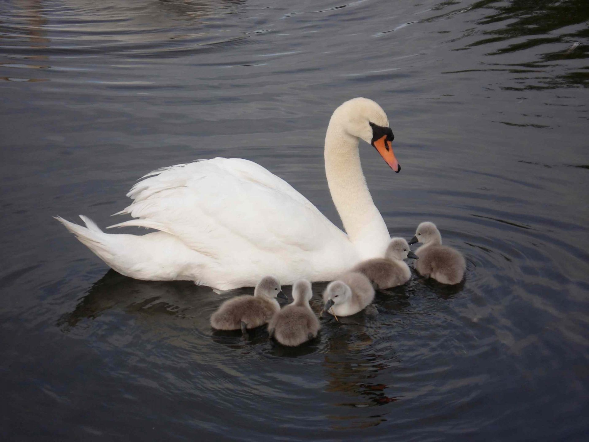 cisne mudo hembra y sus cinco crías recién nacidas nadando en un lago