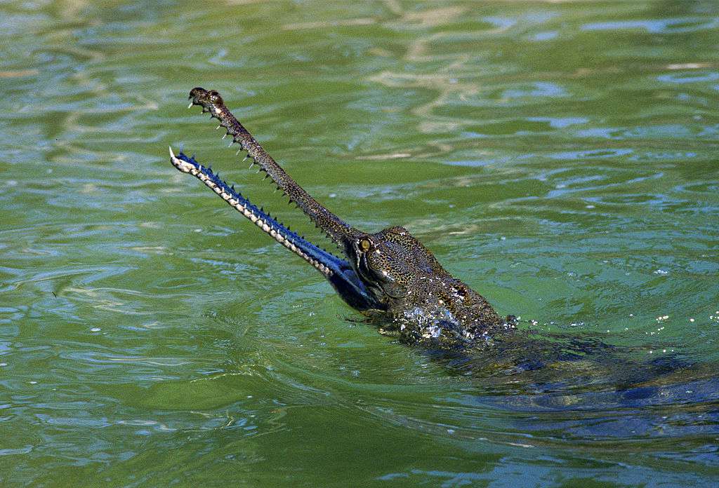Un gharial abre sus mandíbulas tras romper la superficie del agua