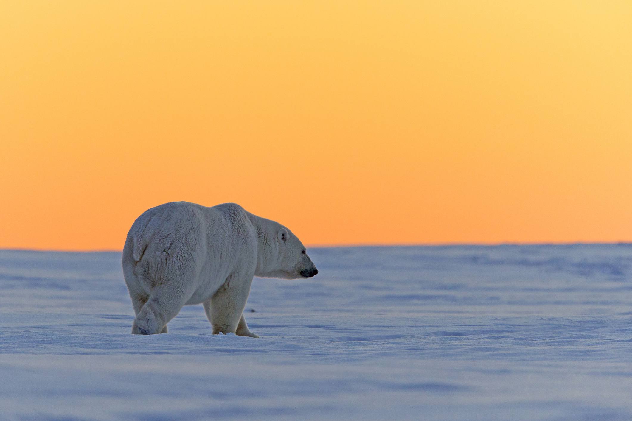 Oso polar caminando solo bajo un cielo naranja