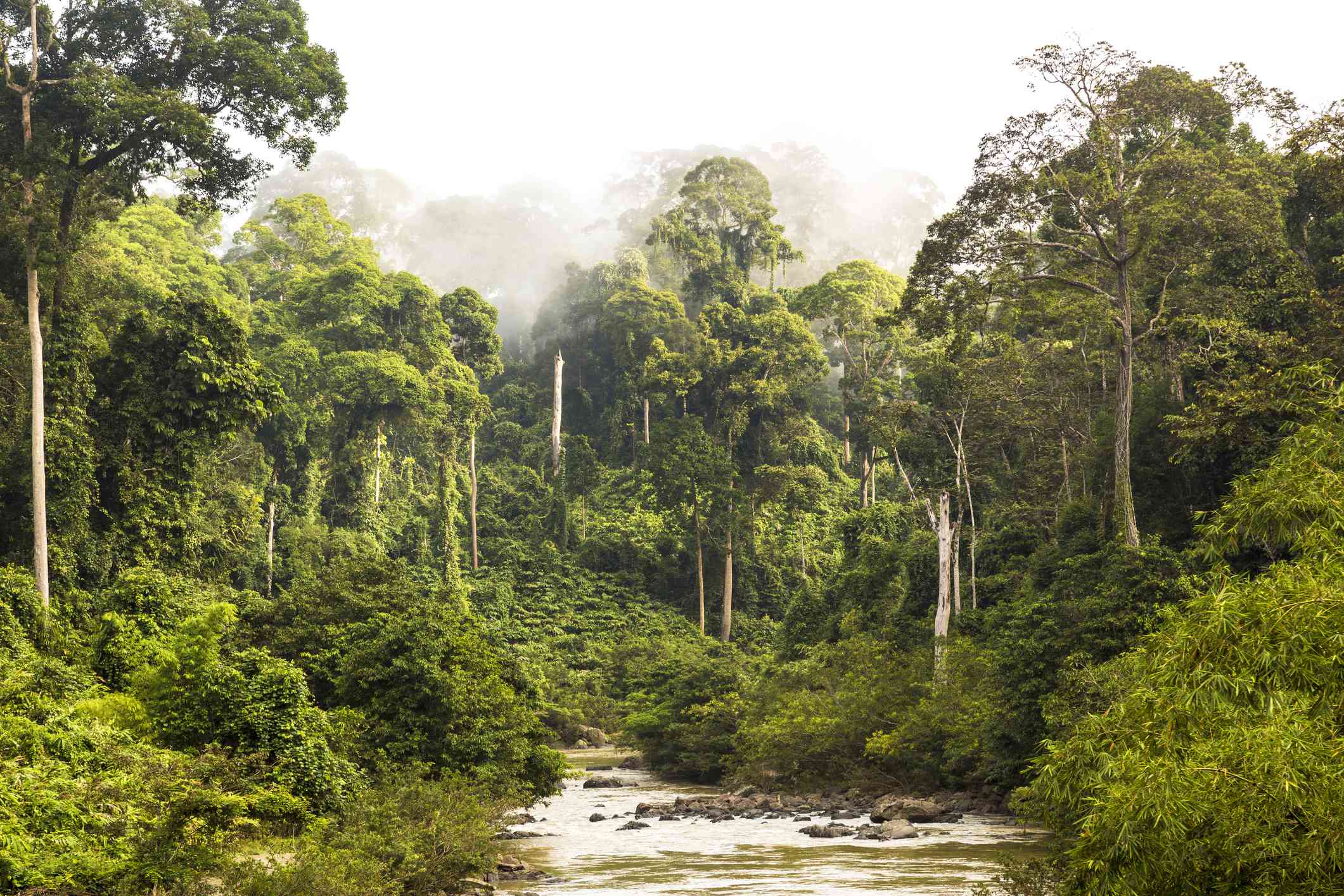 Un bosque tropical en Sabah, Borneo, Malasia