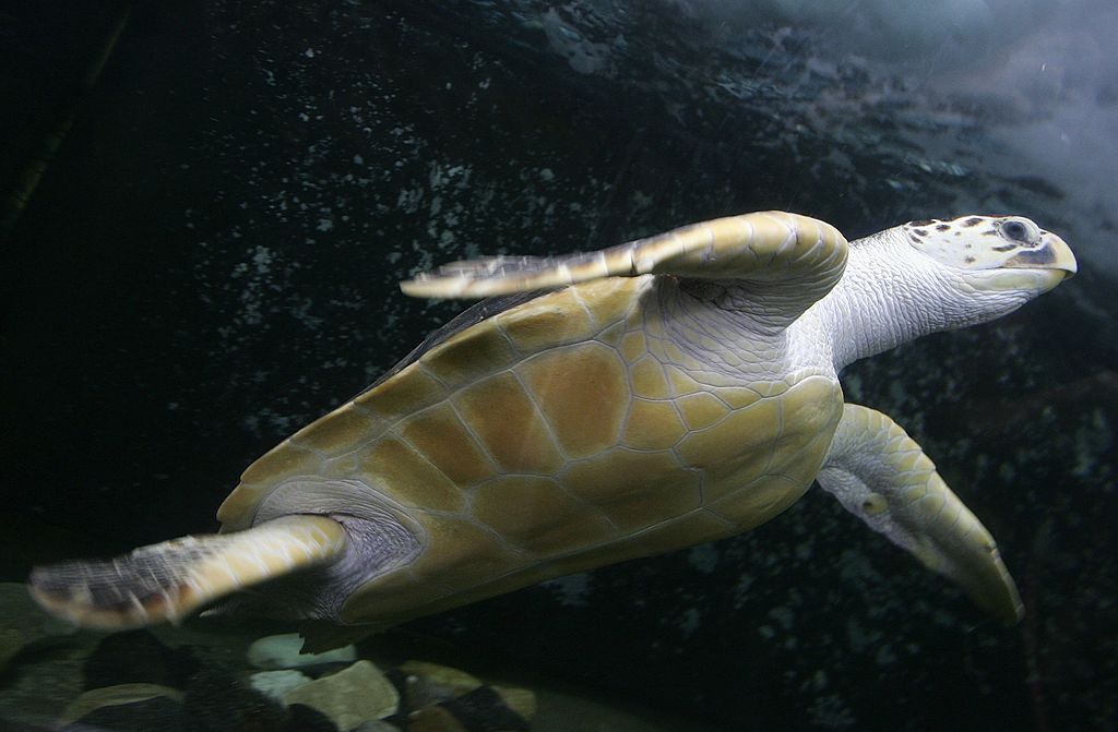 Una tortuga laúd se desliza por el agua por encima de la cámara