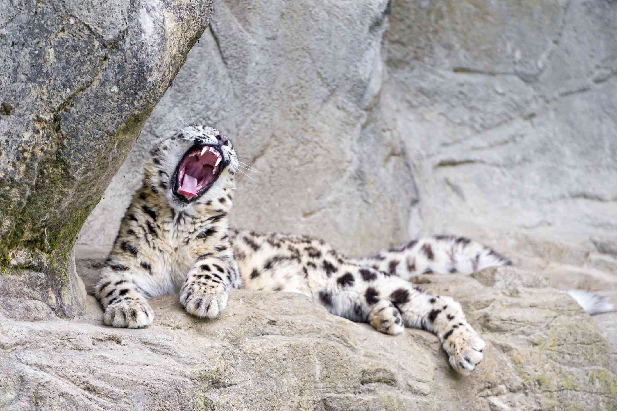 Un leopardo de las nieves estirado en un terreno rocoso con la boca abierta