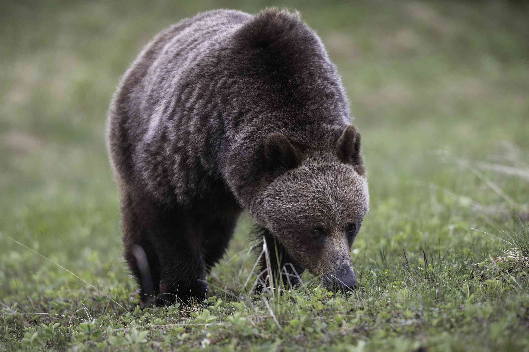 Oso grizzly con su distintiva joroba en el hombro, de pie a cuatro patas y comiendo hierba