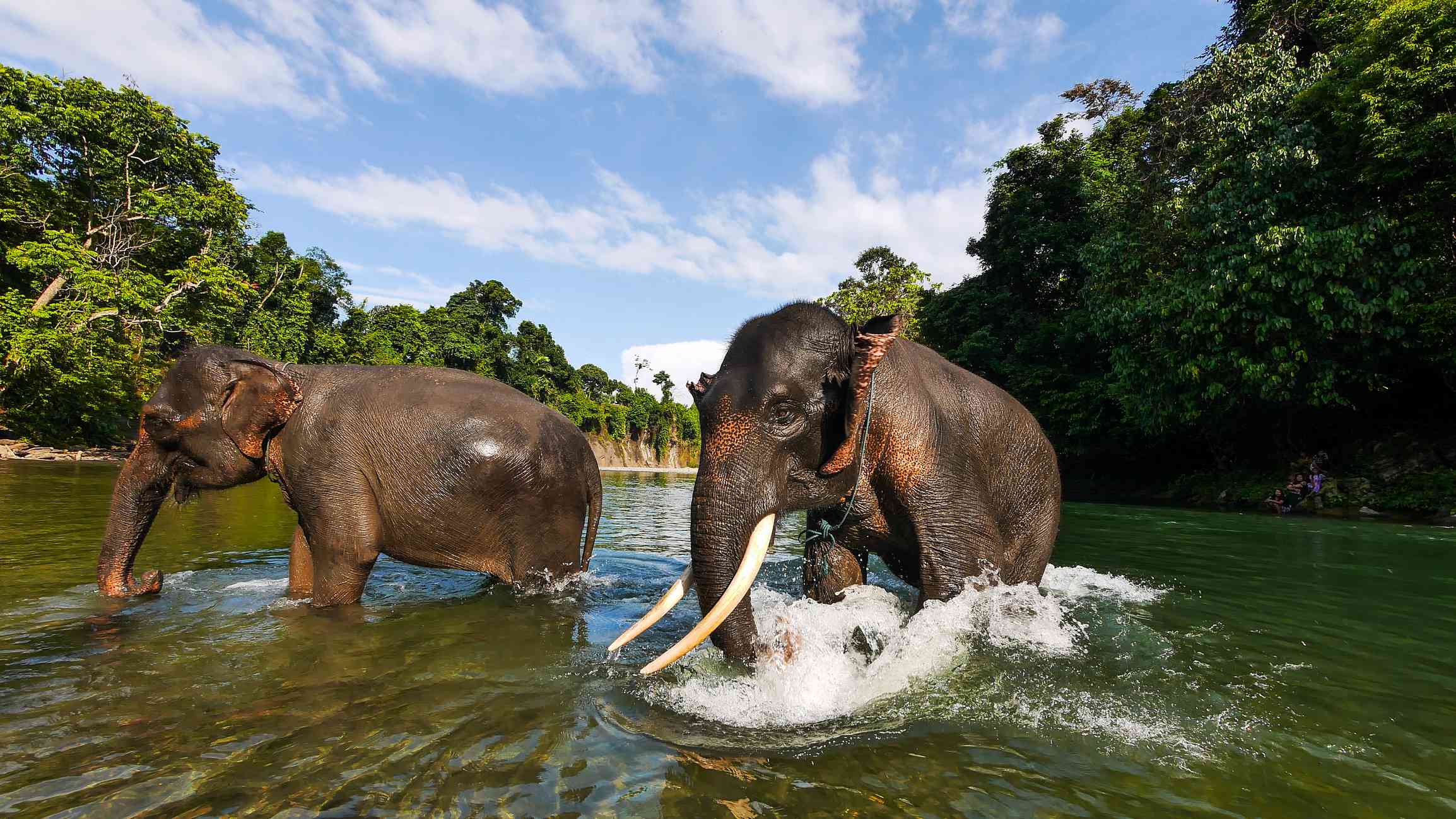dos elefantes en el agua rodeados de verde follaje en el norte de Sumatra