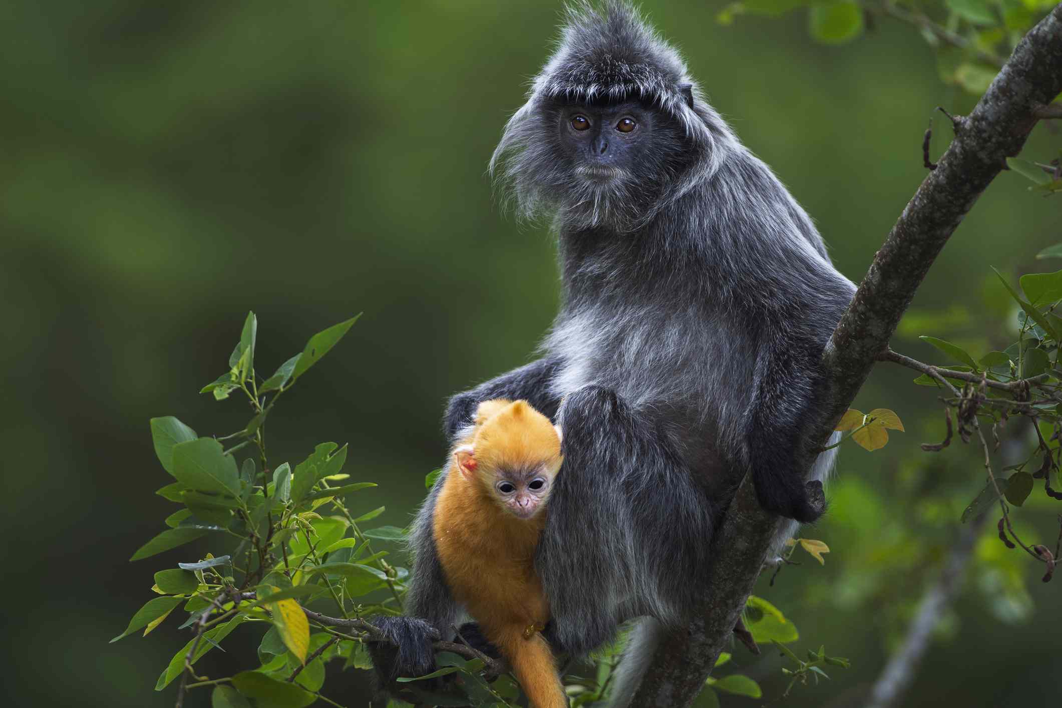 Una hembra de langur de hoja plateada sentada con su bebé de color naranja brillante