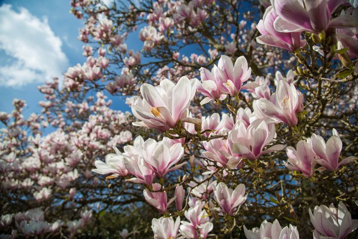 Flores del magnolio