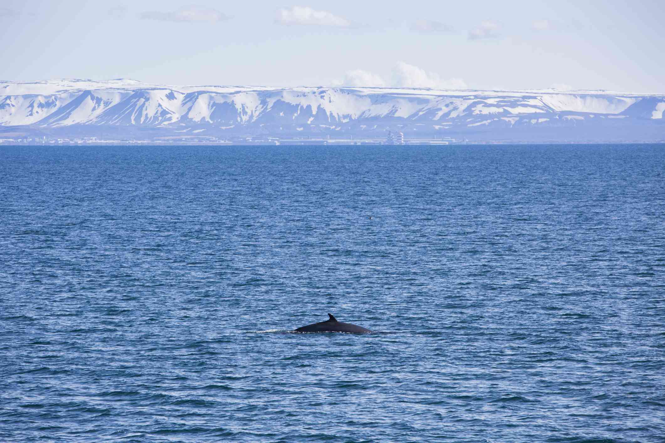 El lomo de una ballena mientras avanza por las aguas azules de Islandia con las montañas nevadas de Reikiavik en la distancia