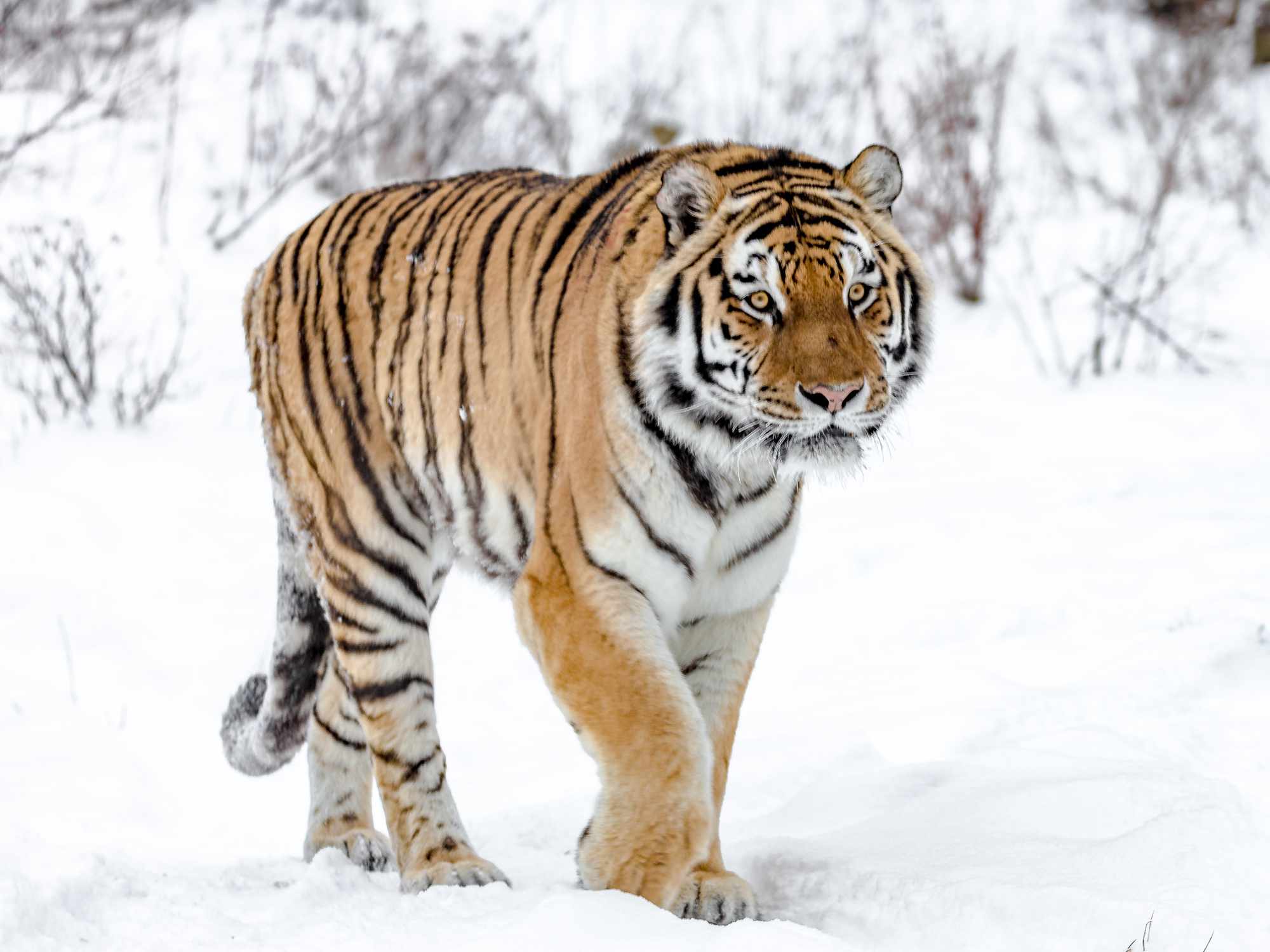 Un tigre siberiano caminando por la nieve